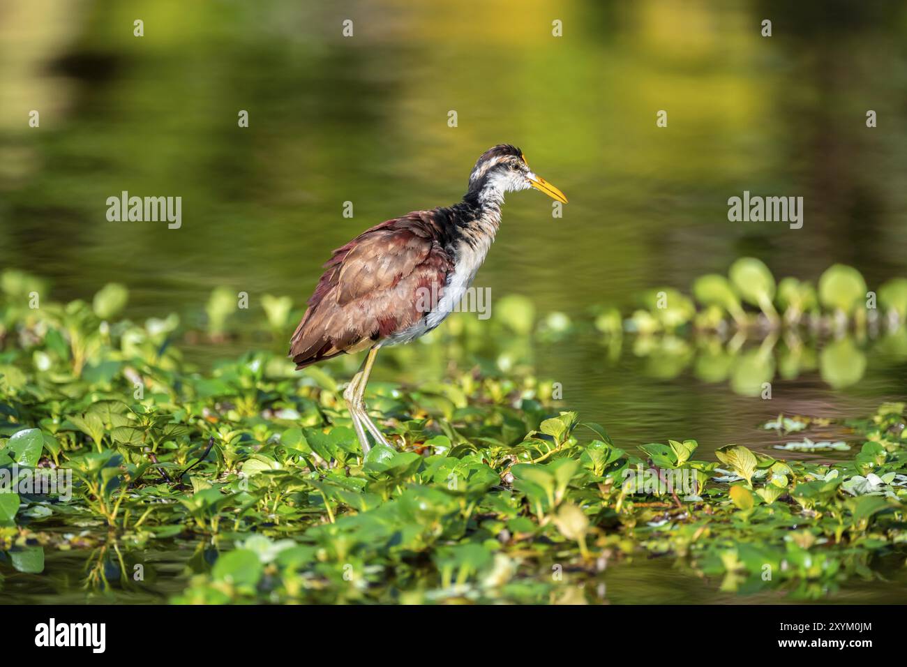 Jacana mit gelber Front läuft auf Wasserpflanzen, Tortuguero Nationalpark, Costa Rica, Mittelamerika Stockfoto