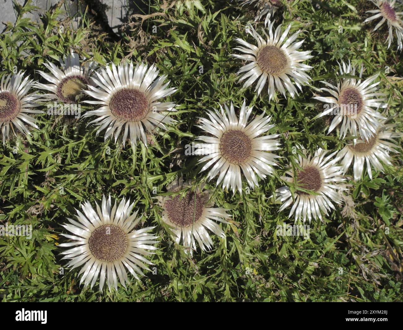 Silberdisteln Stockfoto