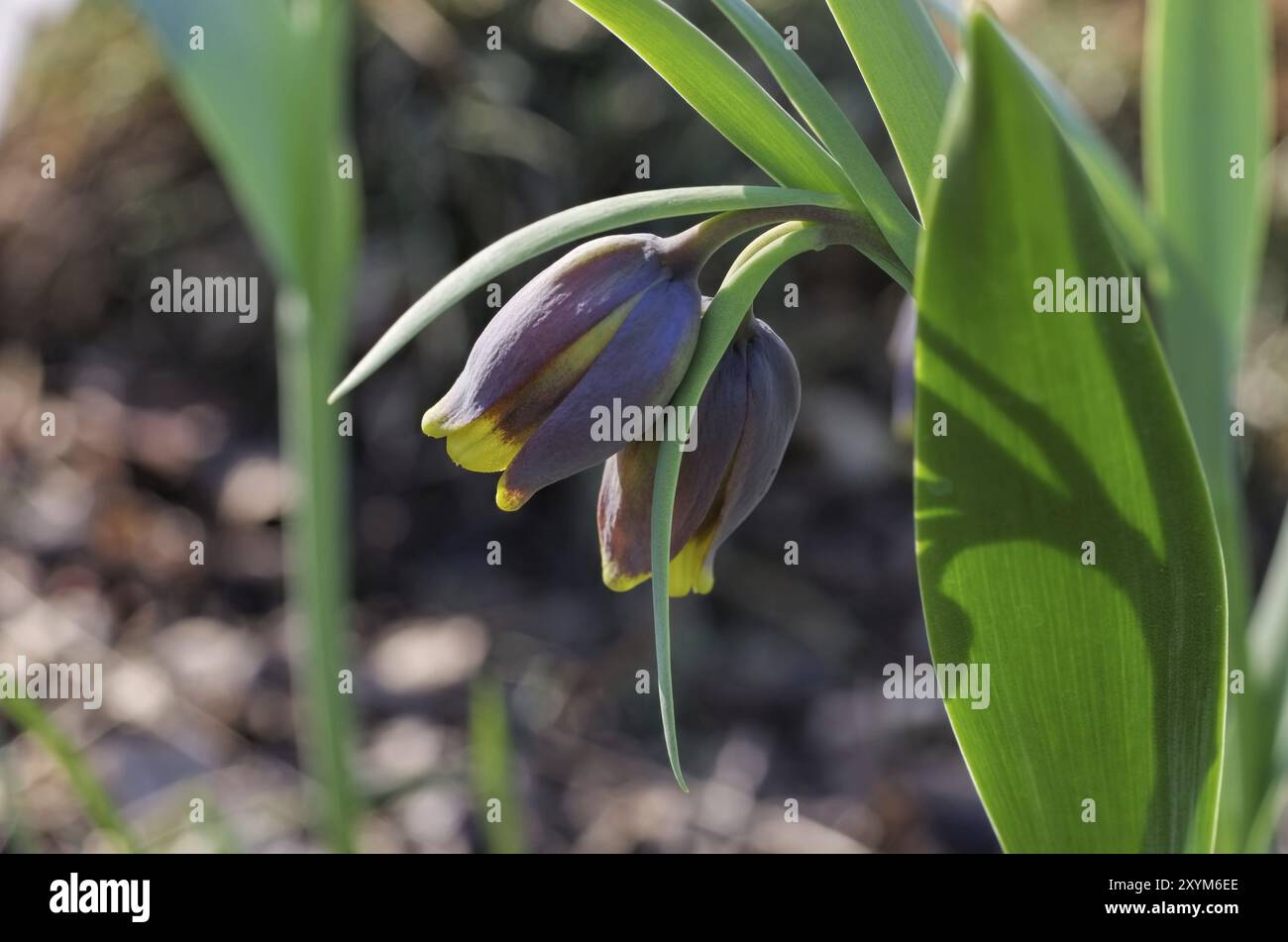 Schachblume 08 Stockfoto