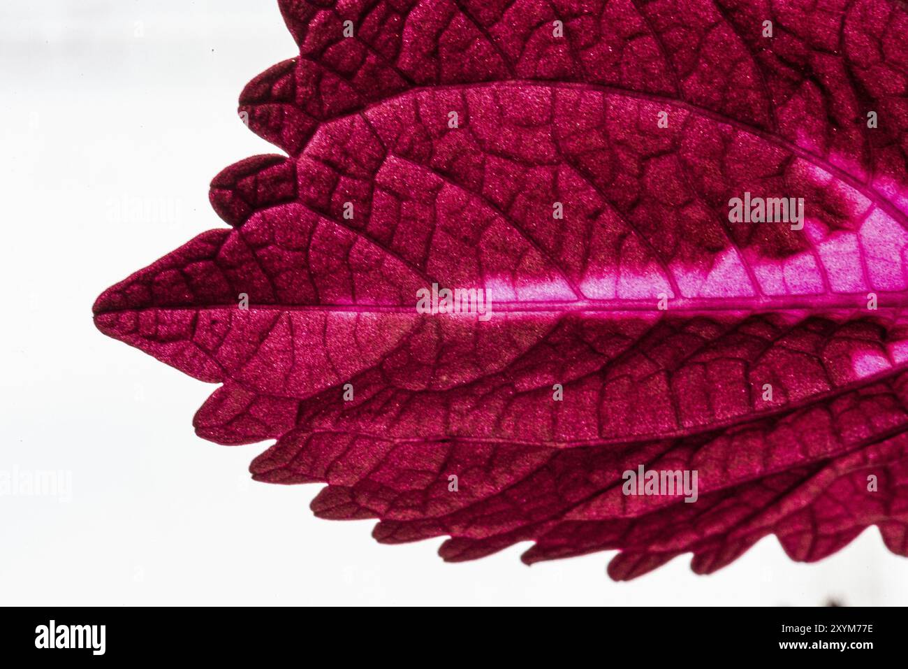 Makrofoto von Plectranthus scutellarioides, bemalter Brennnessel Stockfoto