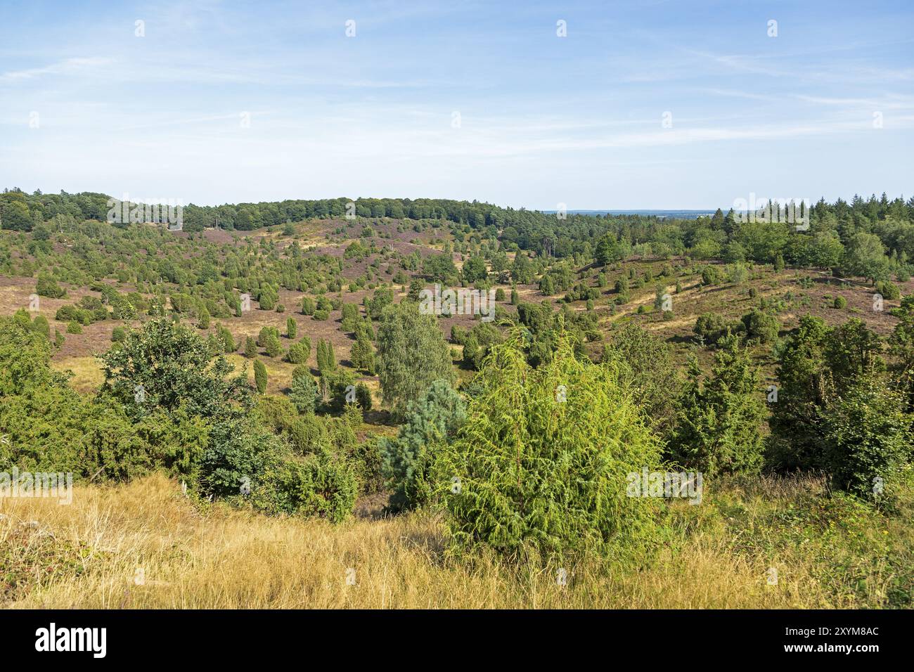 Wacholder (Juniperus communis), Totengrund bei Wilsede, Bispingen, Lüneburger Heide, Niedersachsen, Deutschland, Europa Stockfoto