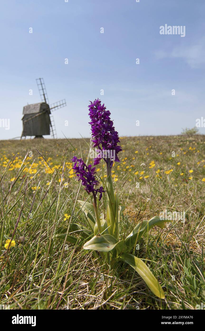Frühe violette Orchideen (Orchis mascula) in ihrer natürlichen Umgebung mit offenen, kalkreichen Wiesen auf der Insel Oeland, Schweden, im Frühjahr. Im B Stockfoto