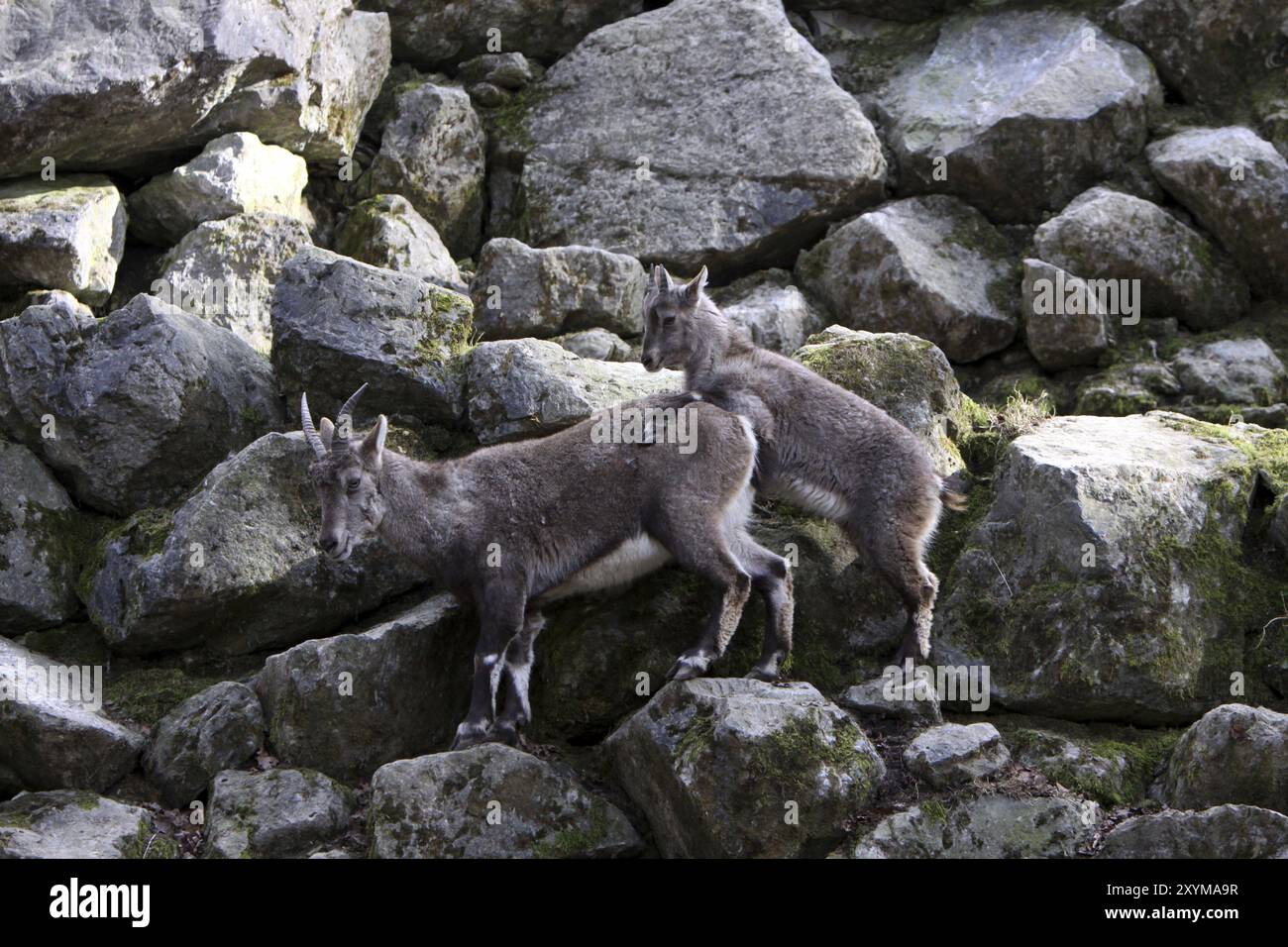 Steinhörner Stockfoto