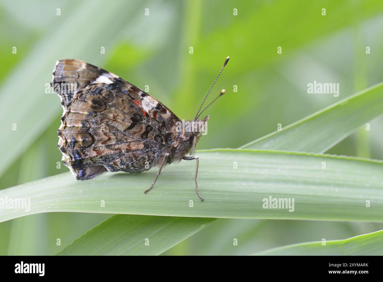 Admiral auf einem Blatt, Vanessa atalanta, Pyrameis atalanta, roter Admiral Stockfoto