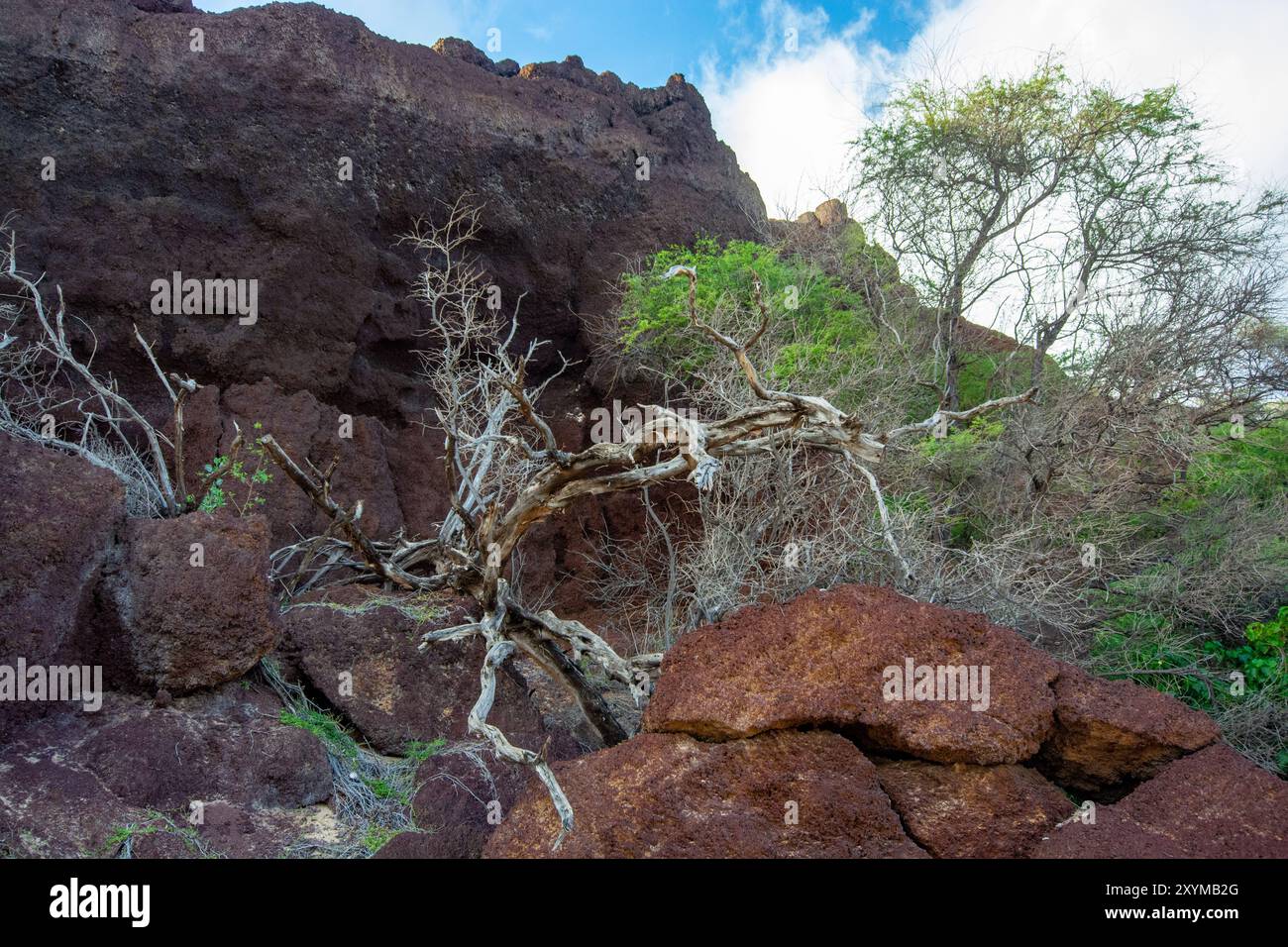 Sehen Sie im Sommer 2024 im Makena State Park auf Maui, Hawaii, einen Baum Stockfoto