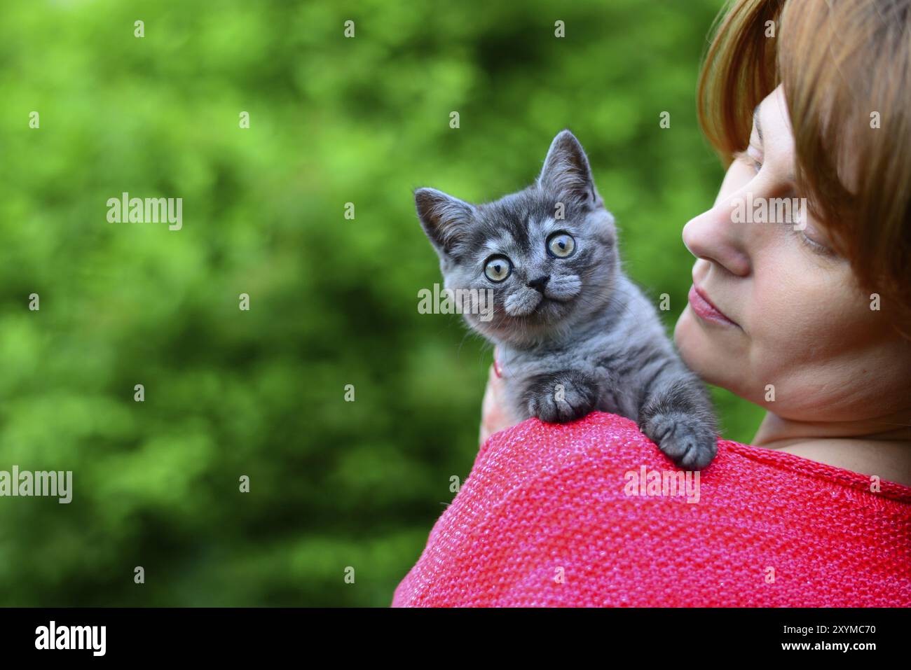 Eine blaue Scottish Kätzchen sitzt auf einer Frau Schulter. Im freien Stockfoto
