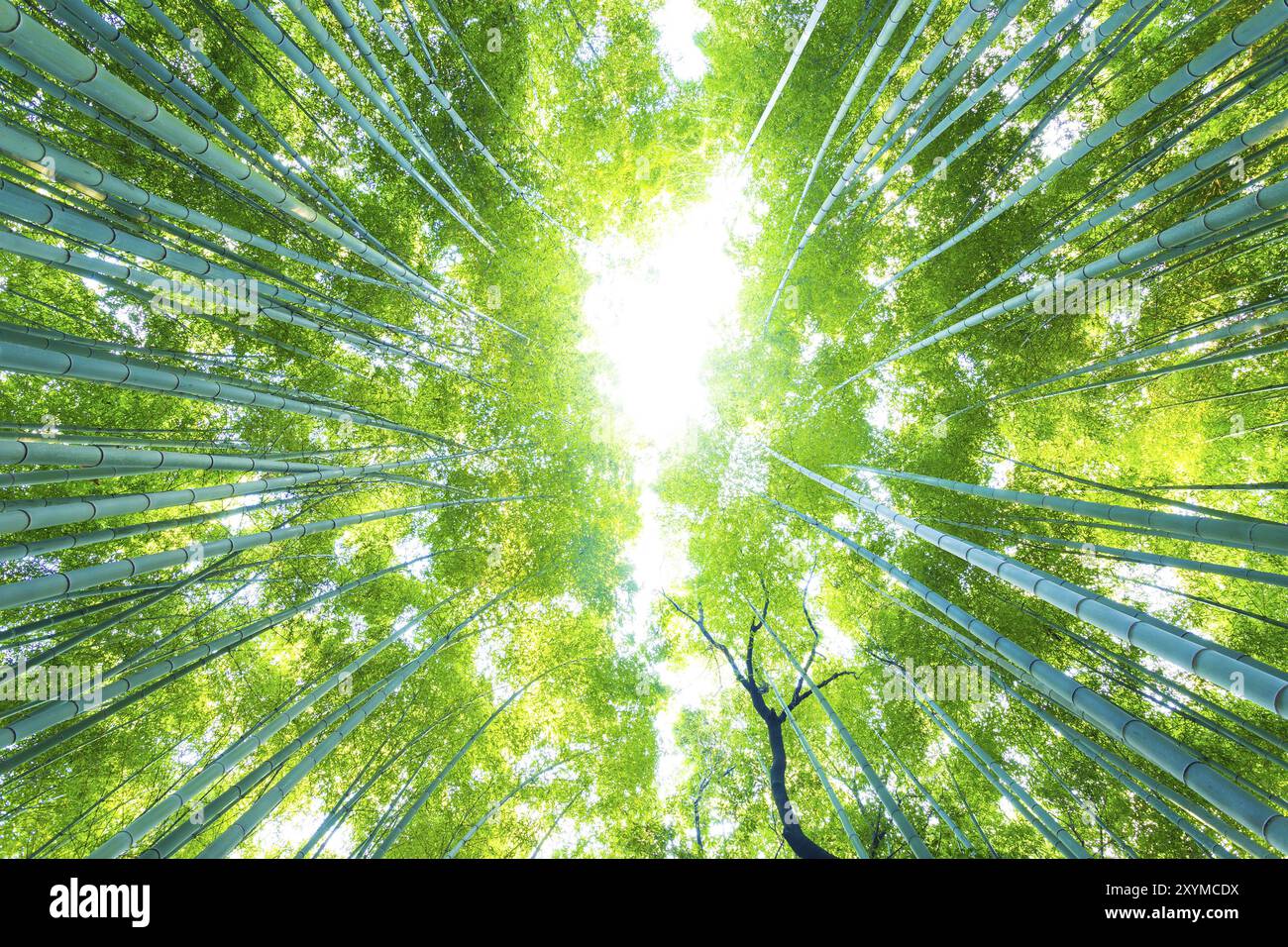 Flacher, radialer Blick direkt nach oben auf hohe grüne Bambusbäume im Arashiyama Bamboo Grove Forest in Kyoto, Japan, Asien Stockfoto