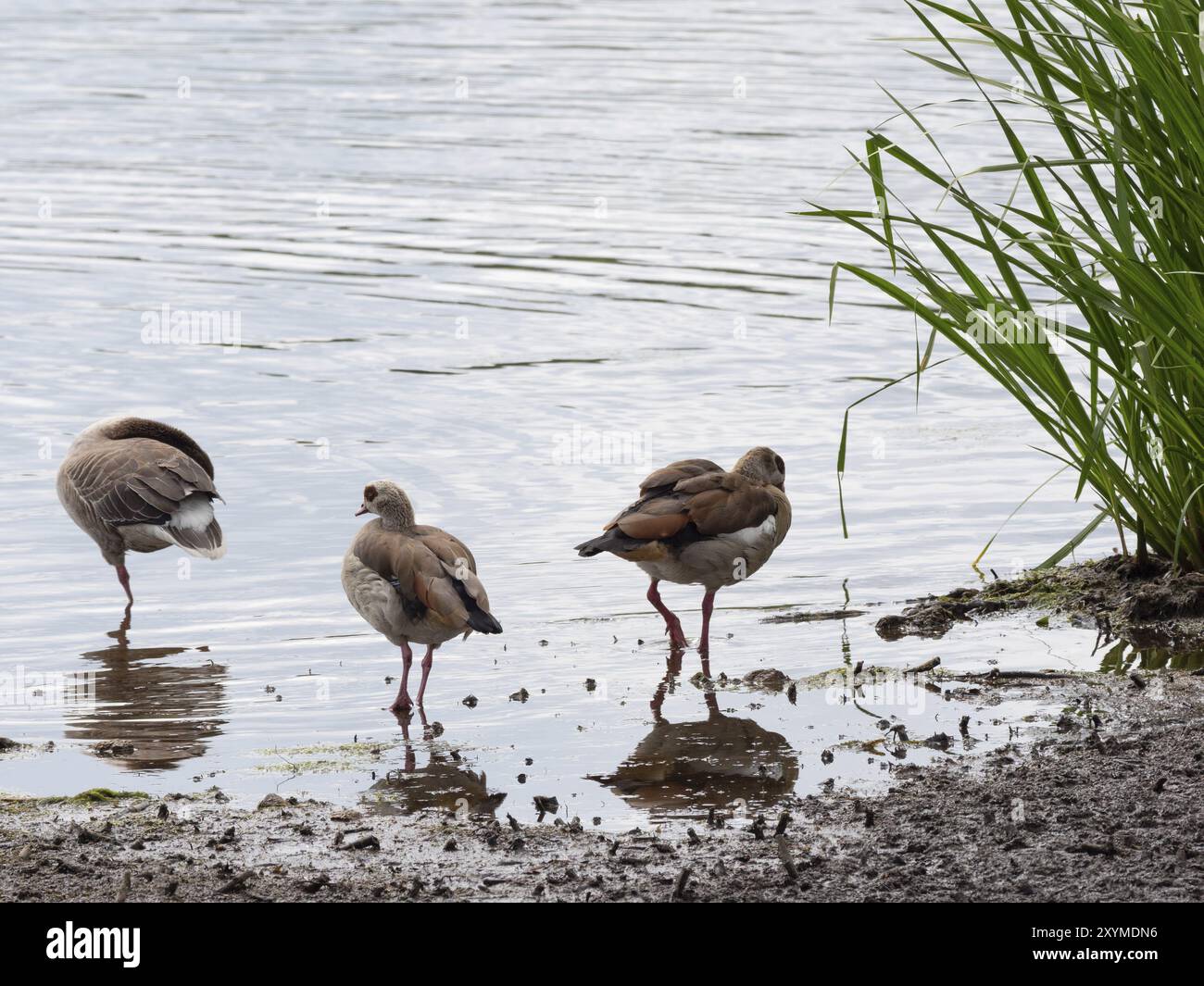 Eine Graugans links und zwei Nilgänse am Ufer eines Sees Stockfoto