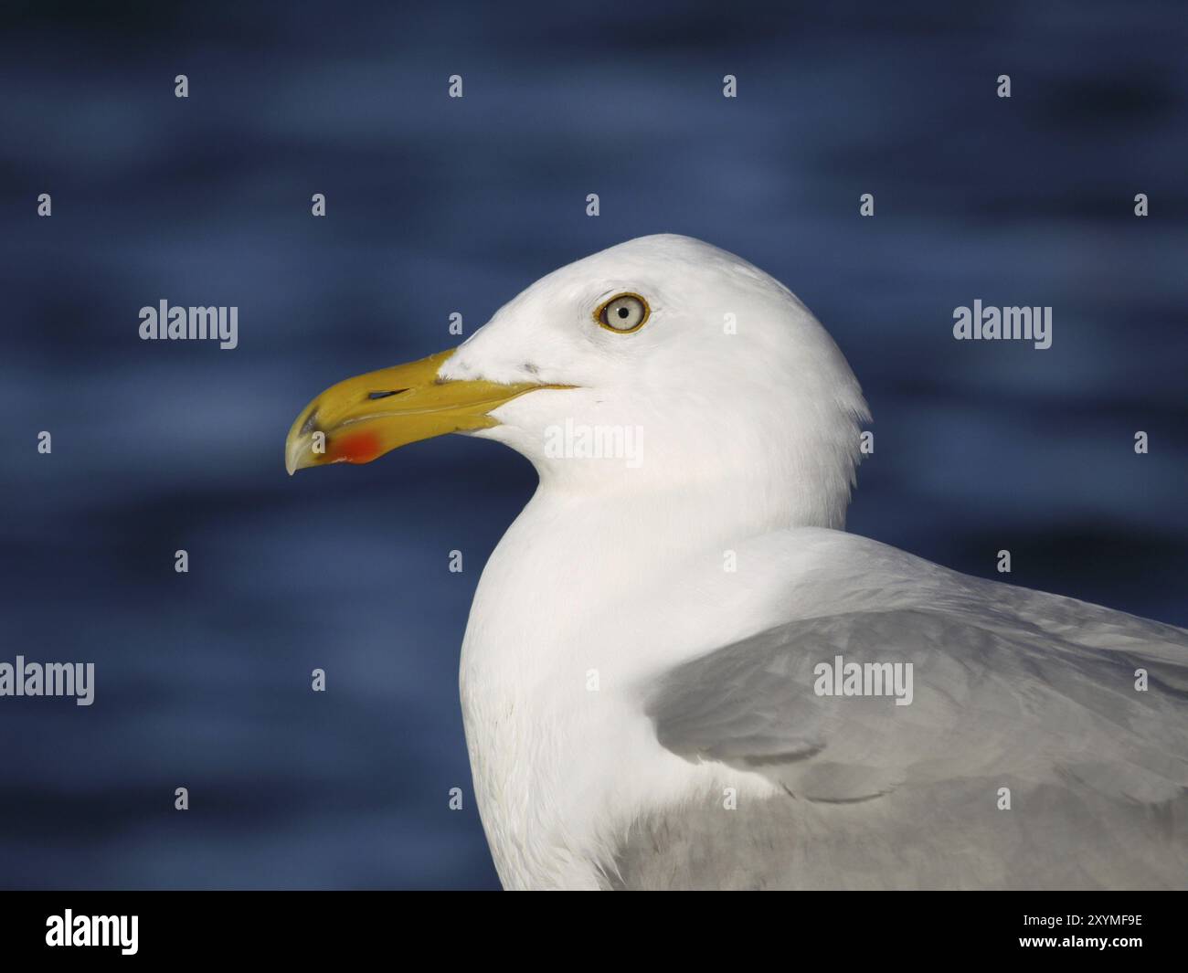 Möwe Stockfoto