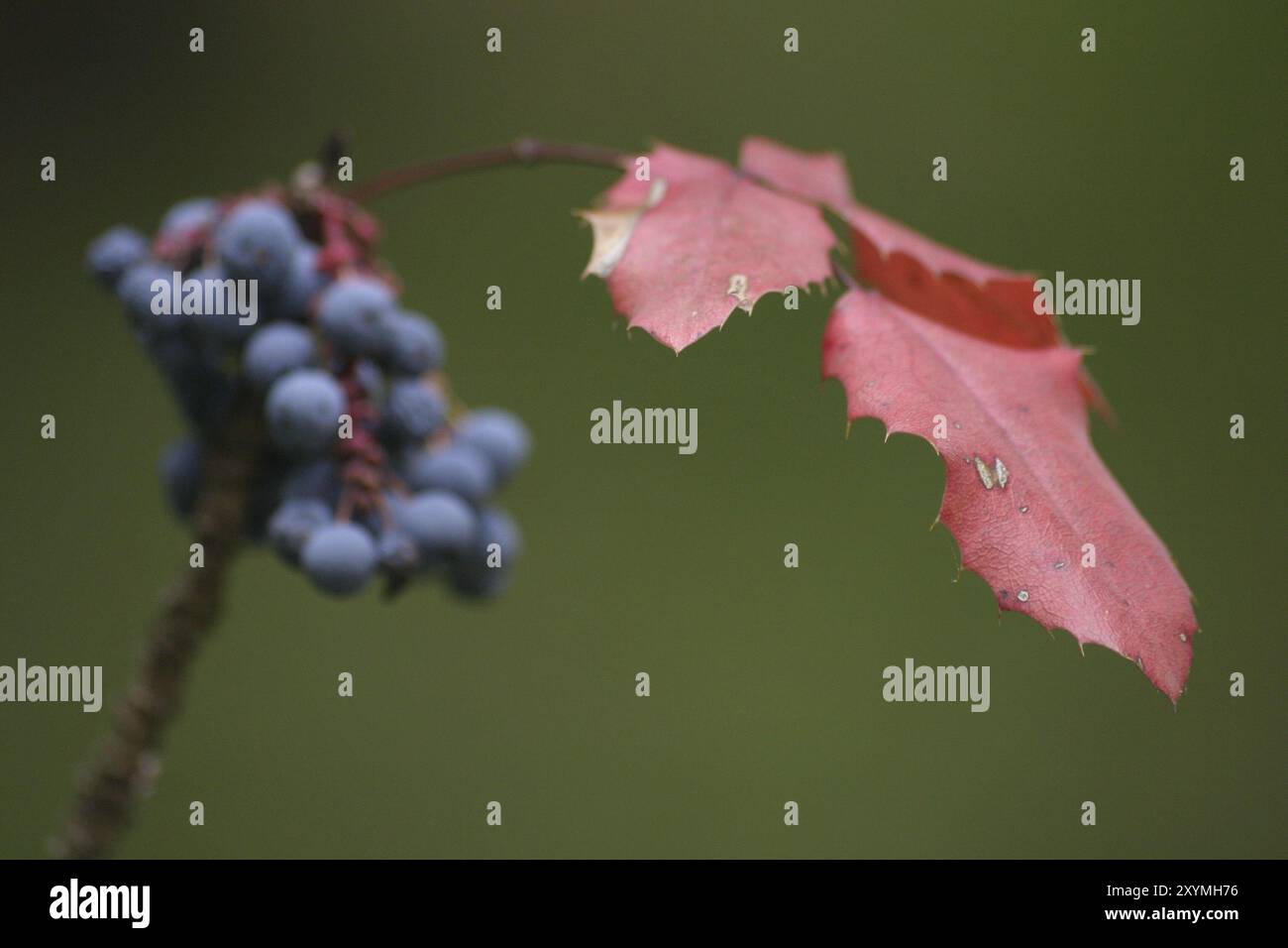 Mahonia, Schärfe auf den Blättern Stockfoto