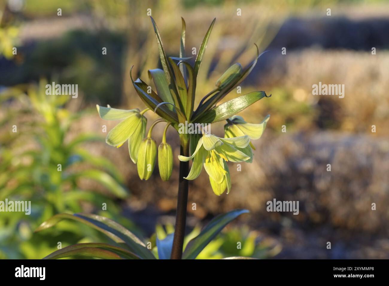 Persische Kaiserkrone im Frühling, Krone Kaiserkrone im Frühling, Fritillaria persica Stockfoto