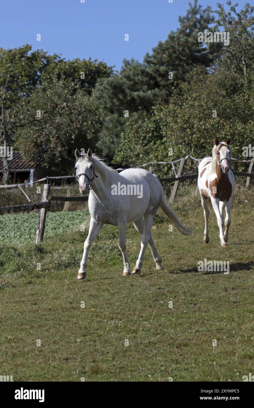 Pinto und graues Pferd auf einer Weide Stockfoto