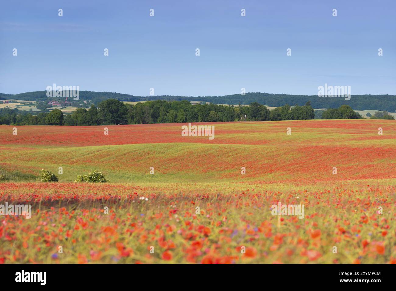 Landschaft mit Maisfeldern und blühenden Mohnblumen im Nordosten Deutschlands im Frühsommer Stockfoto