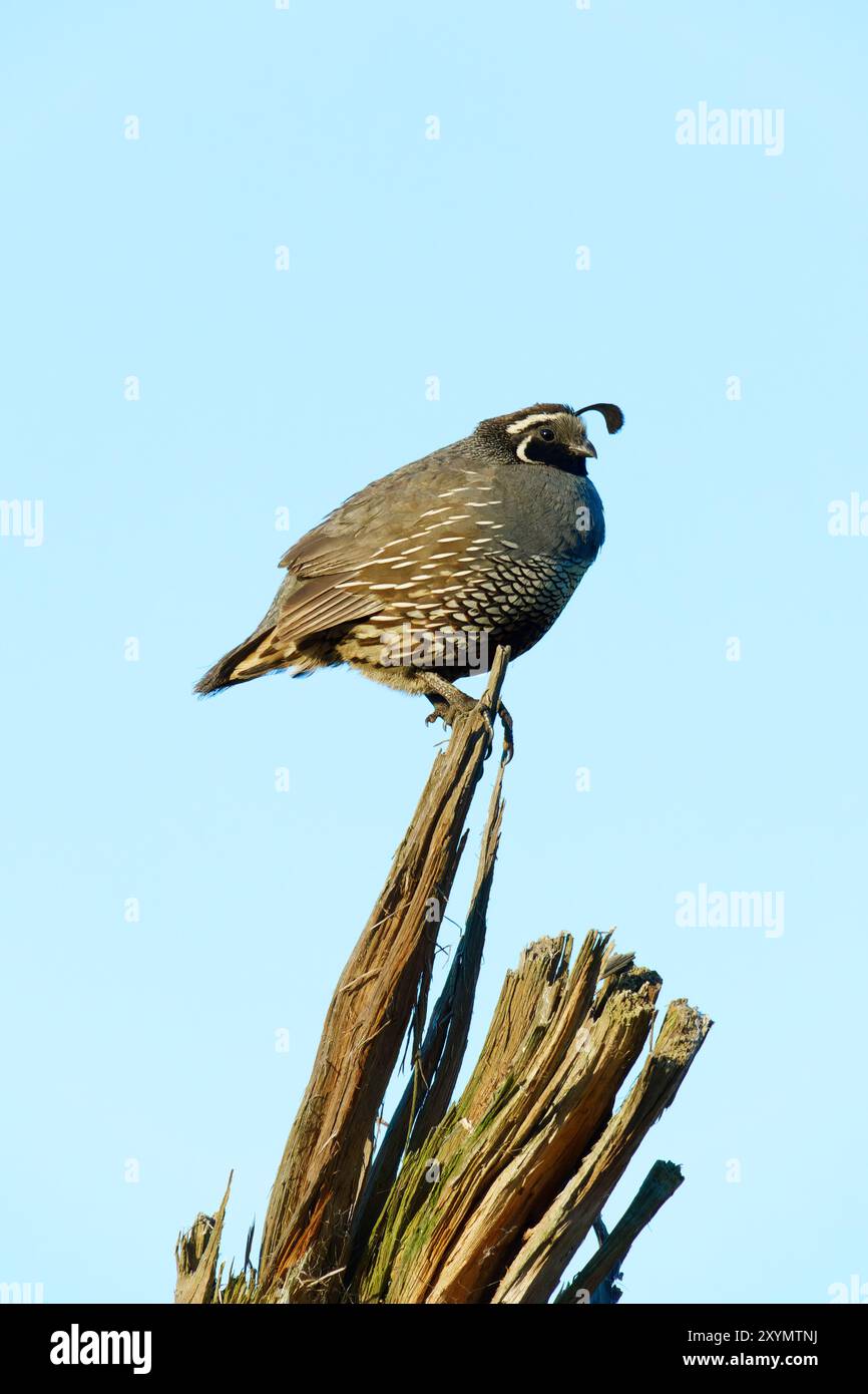 Die kalifornische Wachtel thronte auf Branch Stockfoto