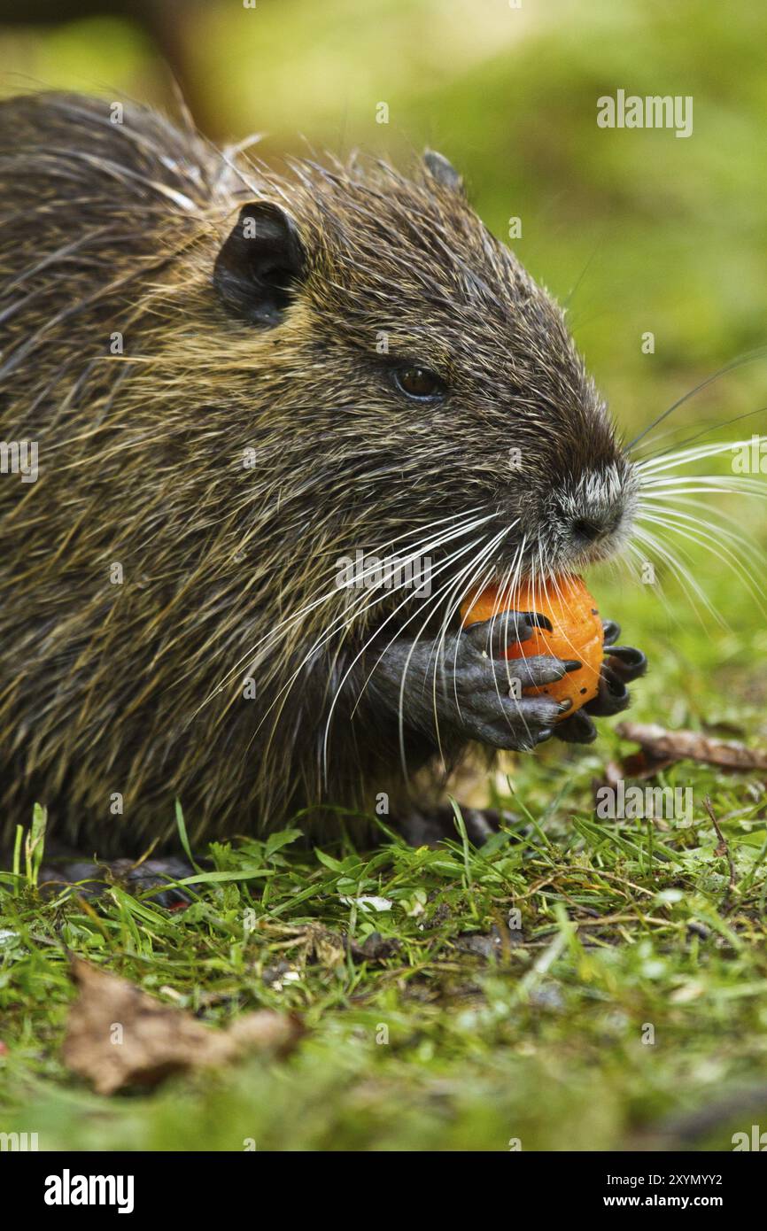 Nutria (Biber brummeln) Stockfoto