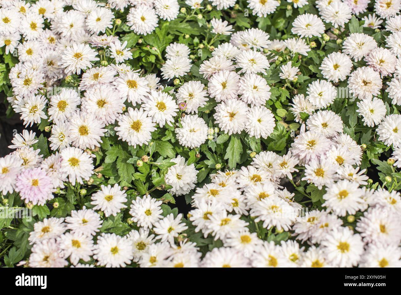 Weiße und rosafarbene Chrysantheme x morifolium Stockfoto