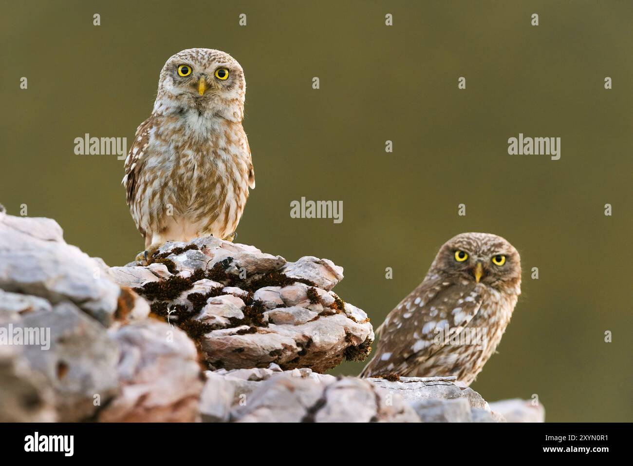 Kleine Eule (Athene noctua), zwei kleine Eulen auf einem Felsen, Italien, Umbrien Stockfoto