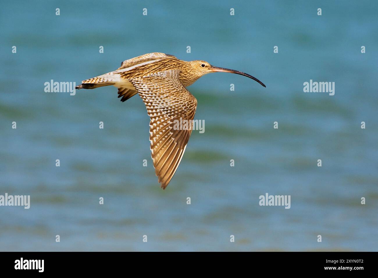 westlicher Brach (Numenius arquata), im Flug über das Meer, Oman, Al Qurm Stockfoto