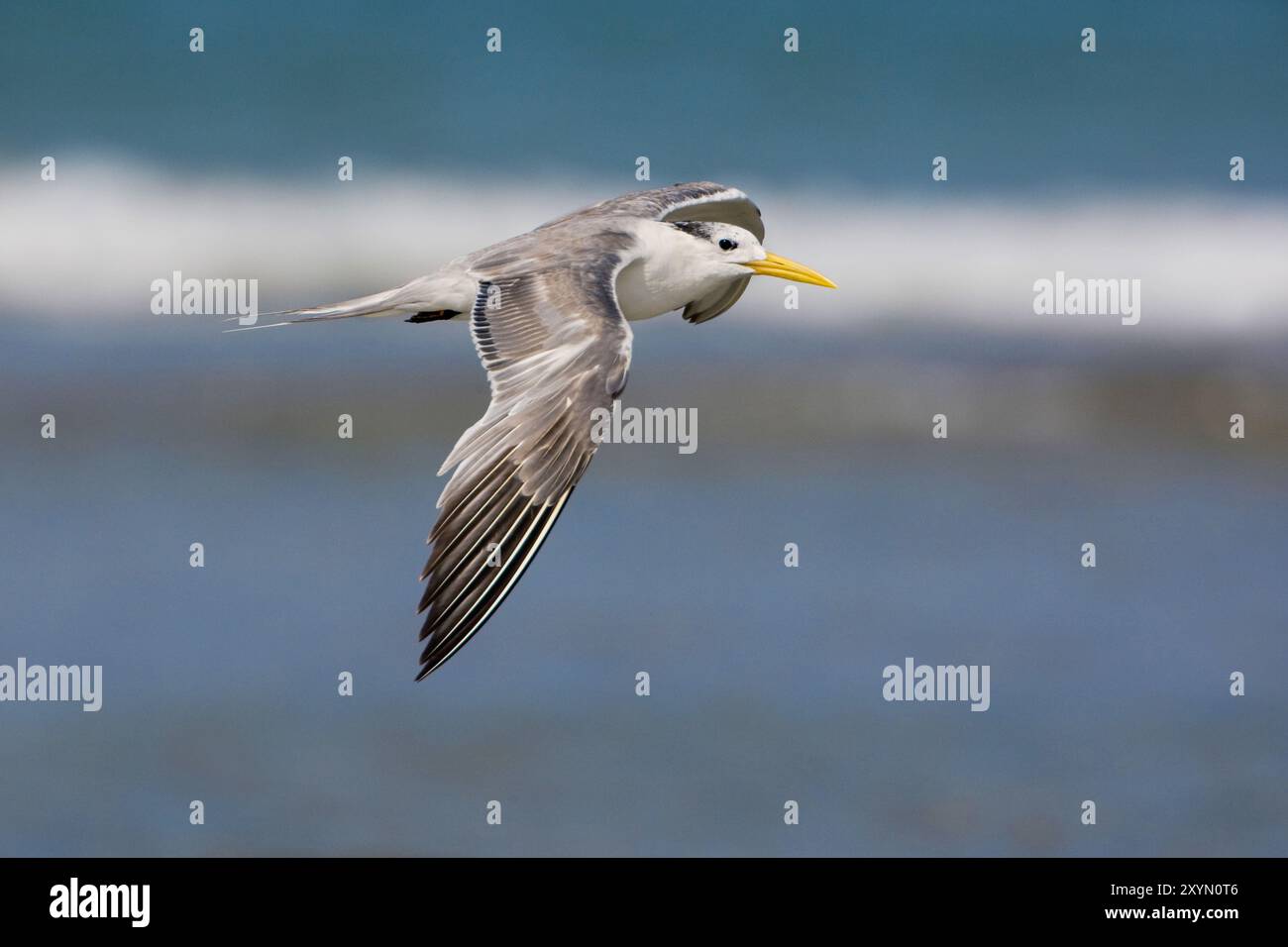 Thalasseus bergii (Sterna bergii), im Flug über das Meer, Oman, Al Qurm Stockfoto