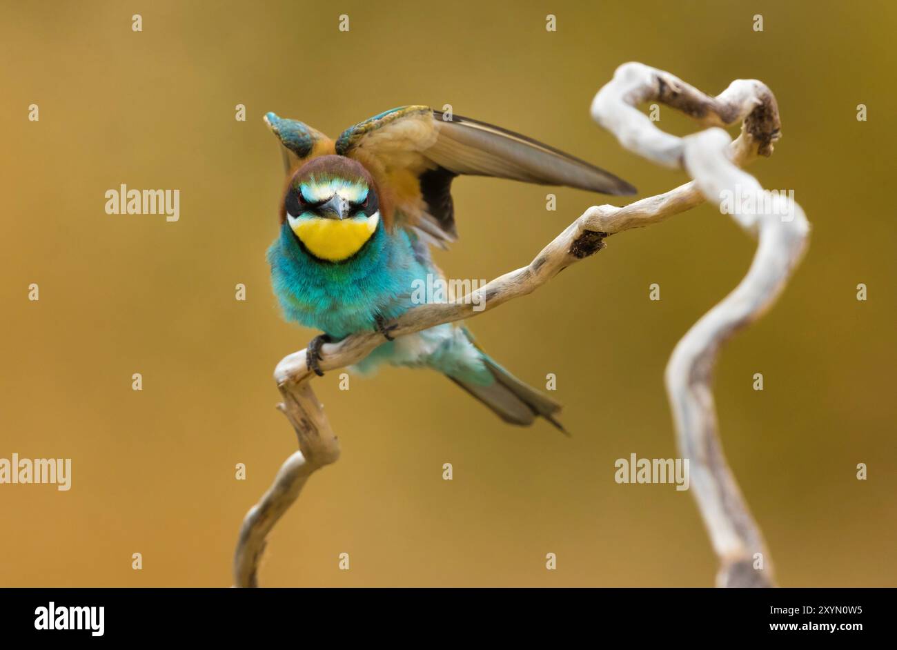 Europäischer Bienenfresser (Merops apiaster), der auf einem Ast sitzt und seine Flügel ausdehnt, Vorderansicht, Italien, Toskana, Renai di Signa Stockfoto