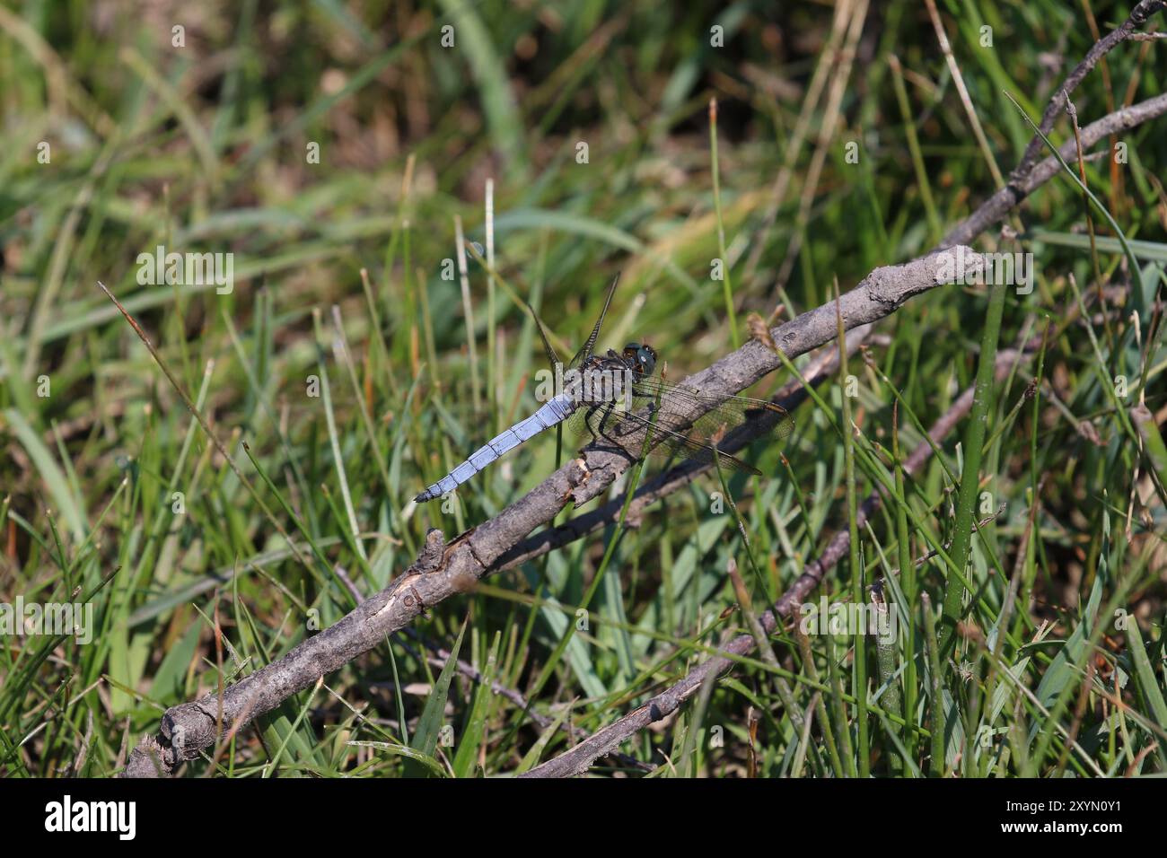 Skimmer oder Heathland Skimmer Libelle männlich - Orthetrum coerulescens Stockfoto