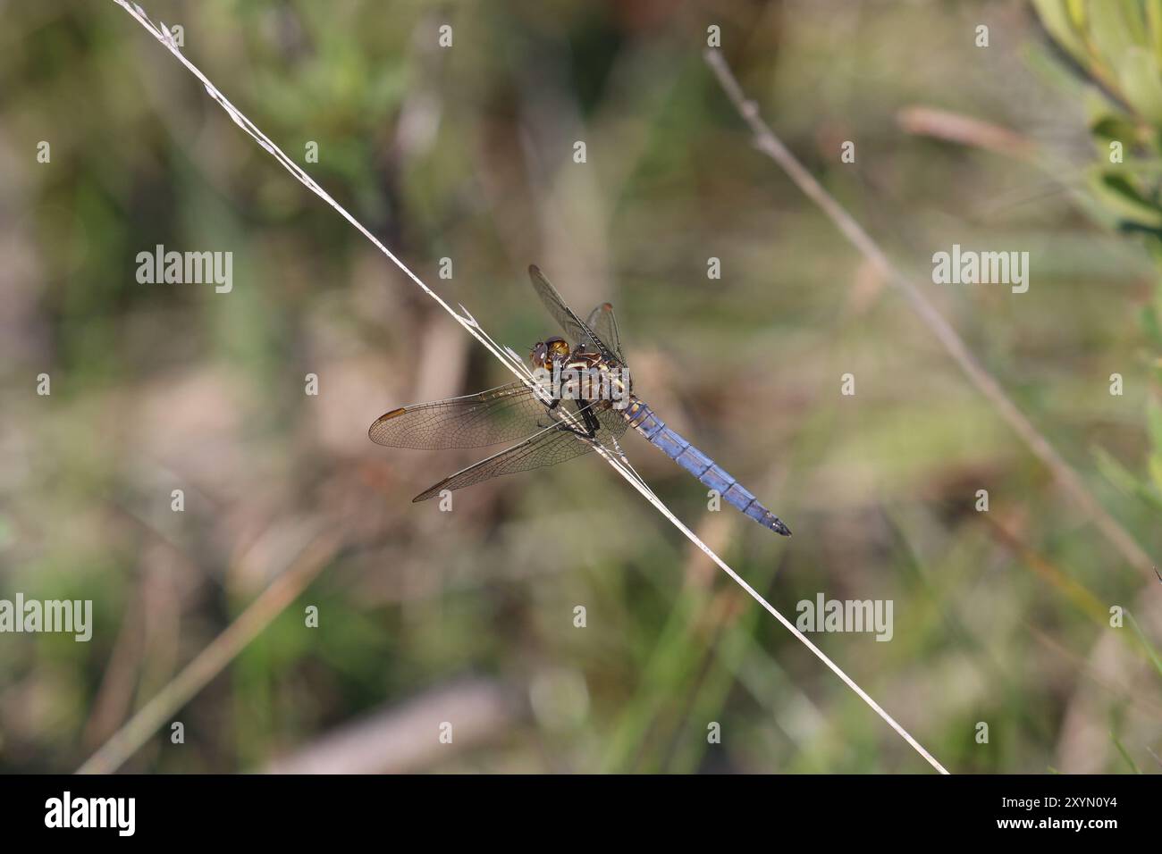 Kielende Skimmer oder Heathland Skimmer Dragonfly reifend männlich - Orthetrum coerulescens Stockfoto