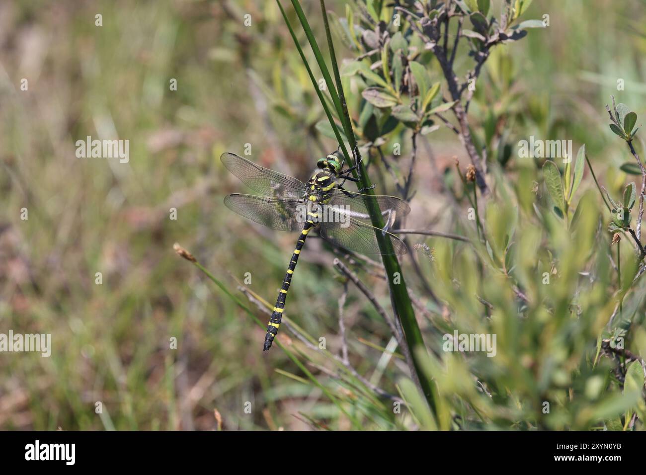 Goldene Libelle männlich - Cordulegaster boltonii Stockfoto