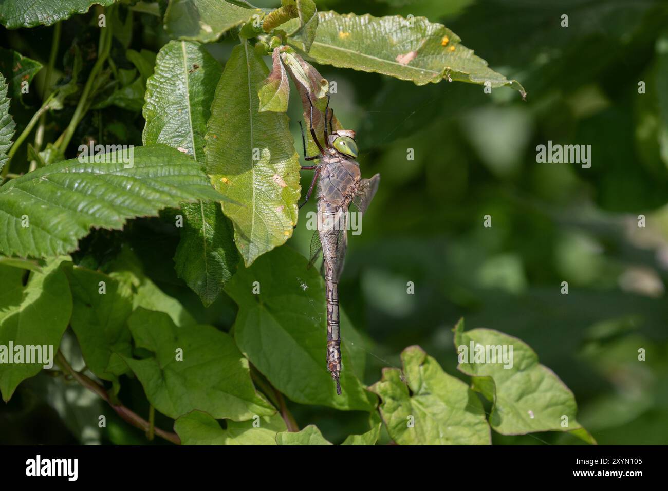 Kleiner Kaiser Dragonfly weibliche düstere Form - Anax Parthenope Stockfoto