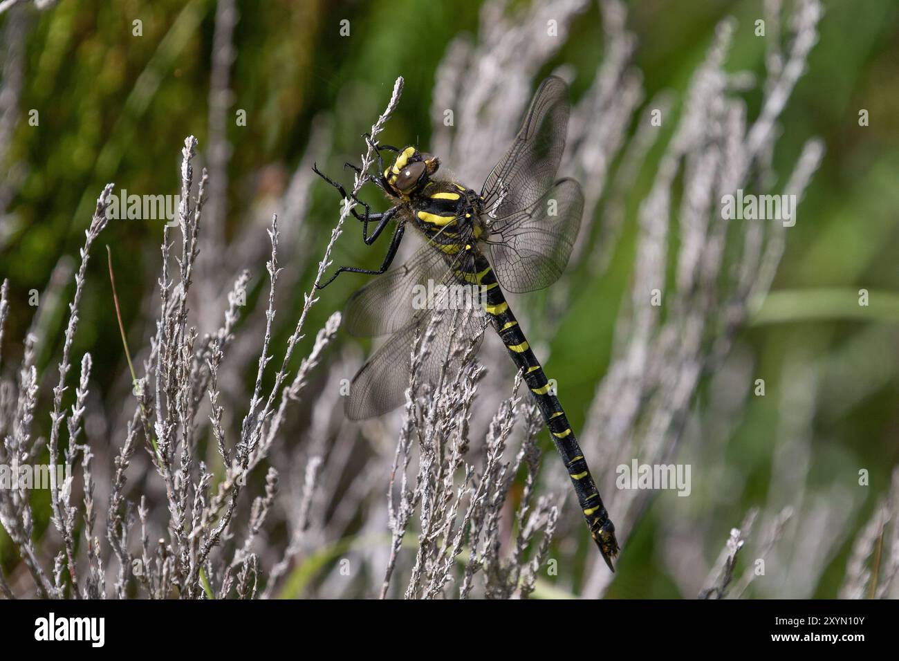 Goldene Libelle weiblich - Cordulegaster boltonii Stockfoto