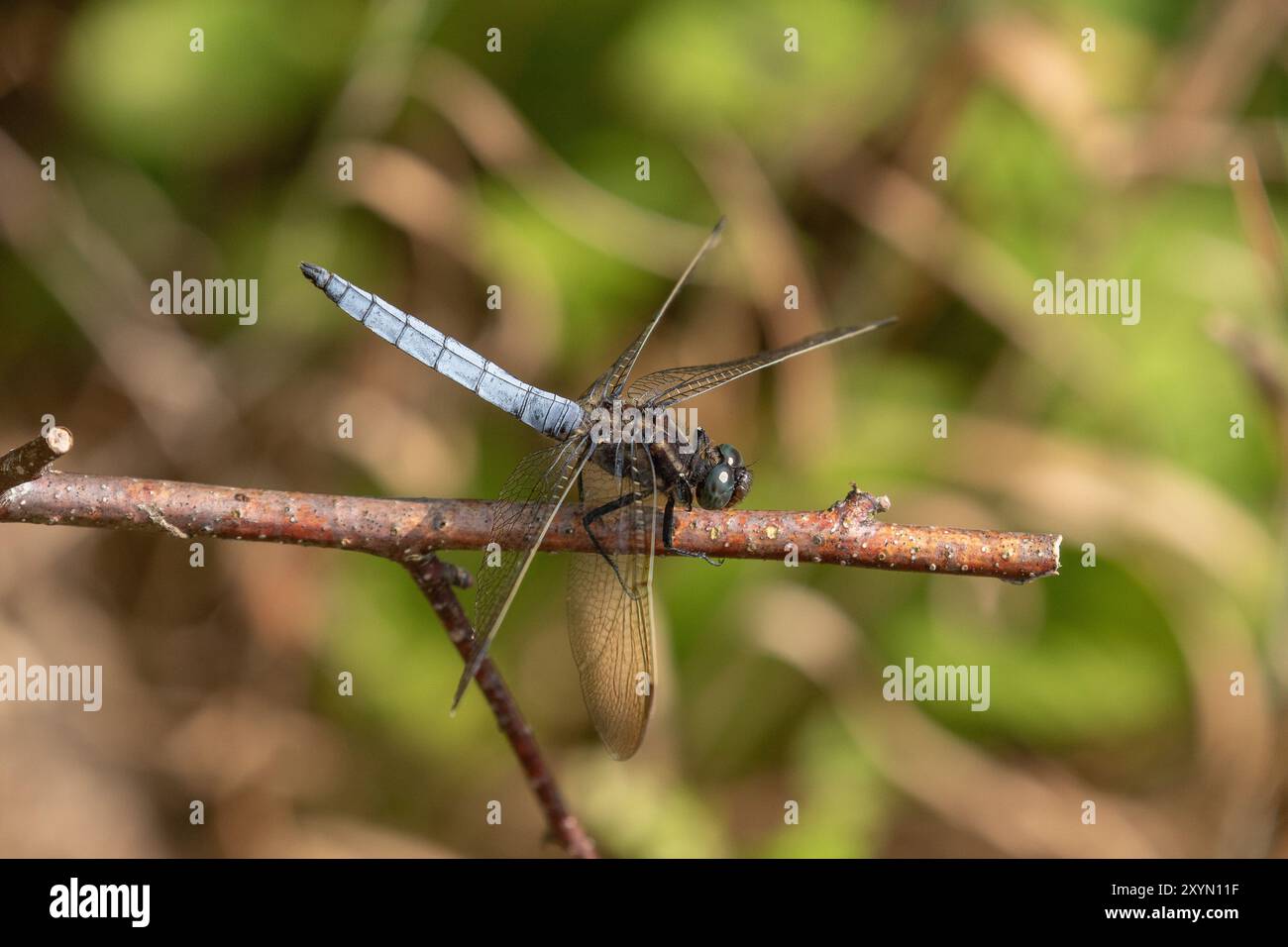 Skimmer oder Heathland Skimmer Libelle männlich - Orthetrum coerulescens Stockfoto