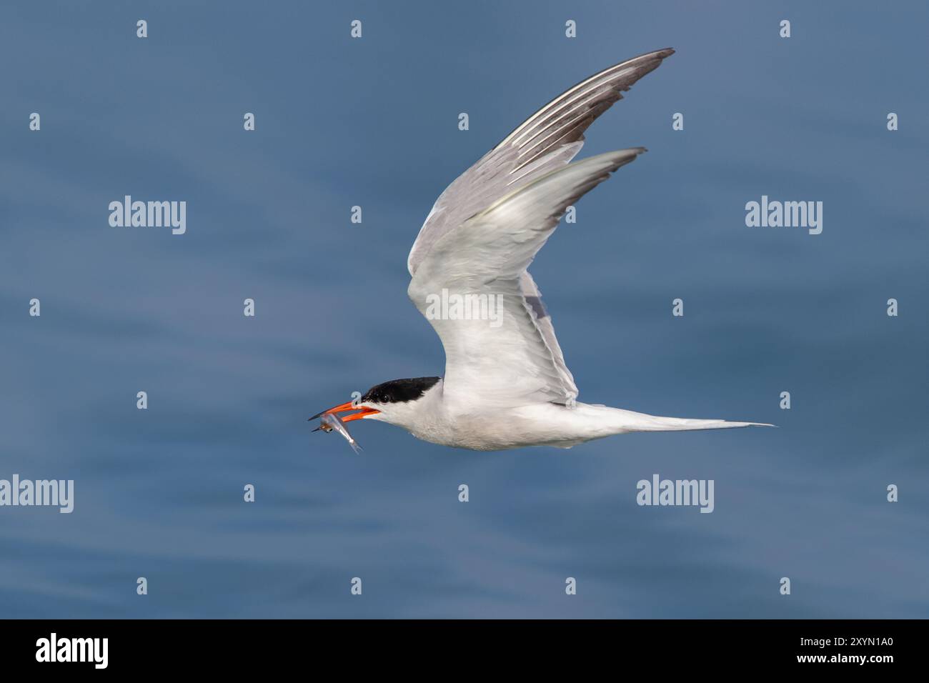 Seeschwalbe (Sterna hirundo), im Flug mit einem kleinen Fisch auf der Rechnung, Italien, Toskana Stockfoto