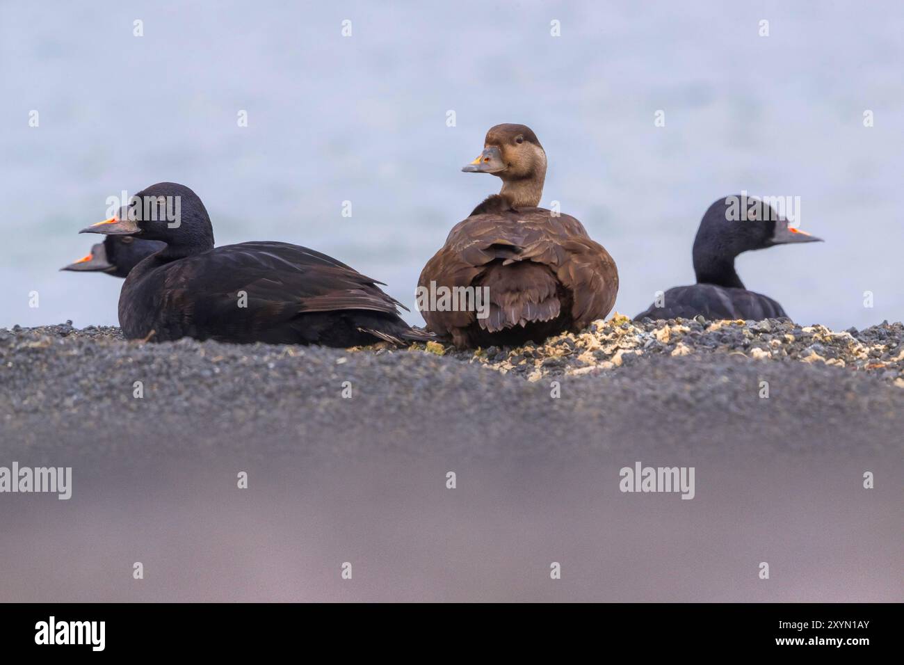 Schwarzer Scoter (Melanitta nigra), vier schwarze Scoter, die am Ufer ruhen, eine Frau, die zurückblickt, und drei Erwachsene Männer, Island, Nordurland, Mývatn Stockfoto