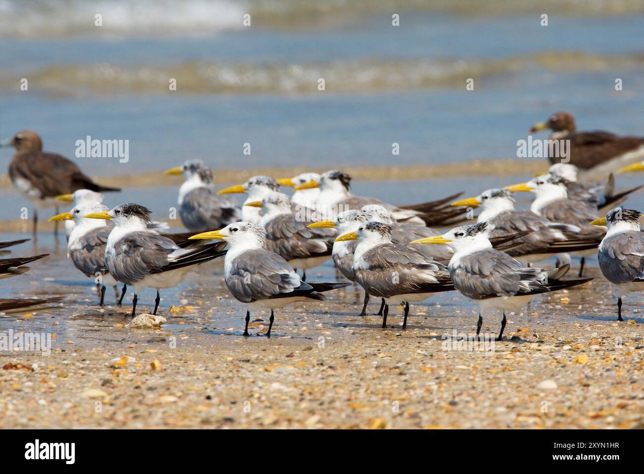 Seeschwalben (Thalasseus bergii, Sterna bergii), Gruppe am Strand, Oman, Al Qurm Stockfoto