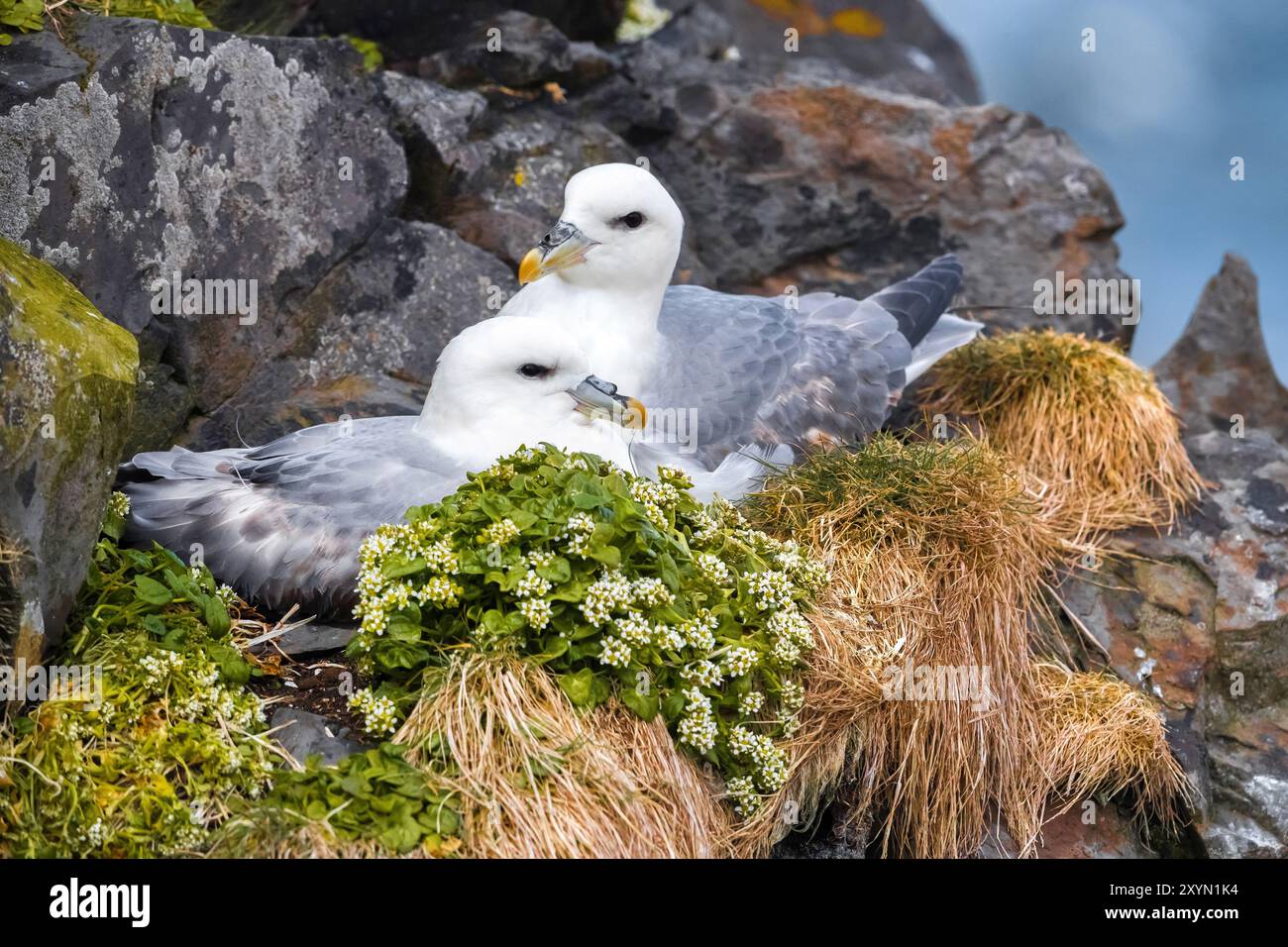 Audubons Grasfänger, nördlicher Fulmar, arktischer Fulmar (Fulmarus glazialis audubonii, Fulmarus audubonii), Paare, die auf ihrem Nest bei der Küstenrasse stehen Stockfoto