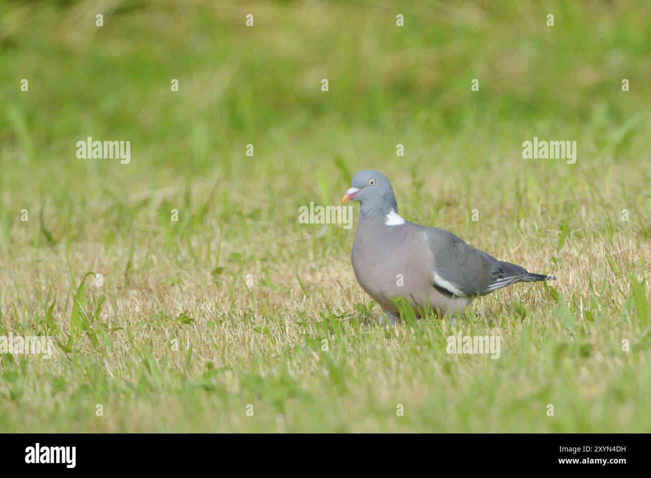 Gemeine Holztaube Columba palumbus auf Ackerland, Holztaube auf Nahrungssuche Stockfoto