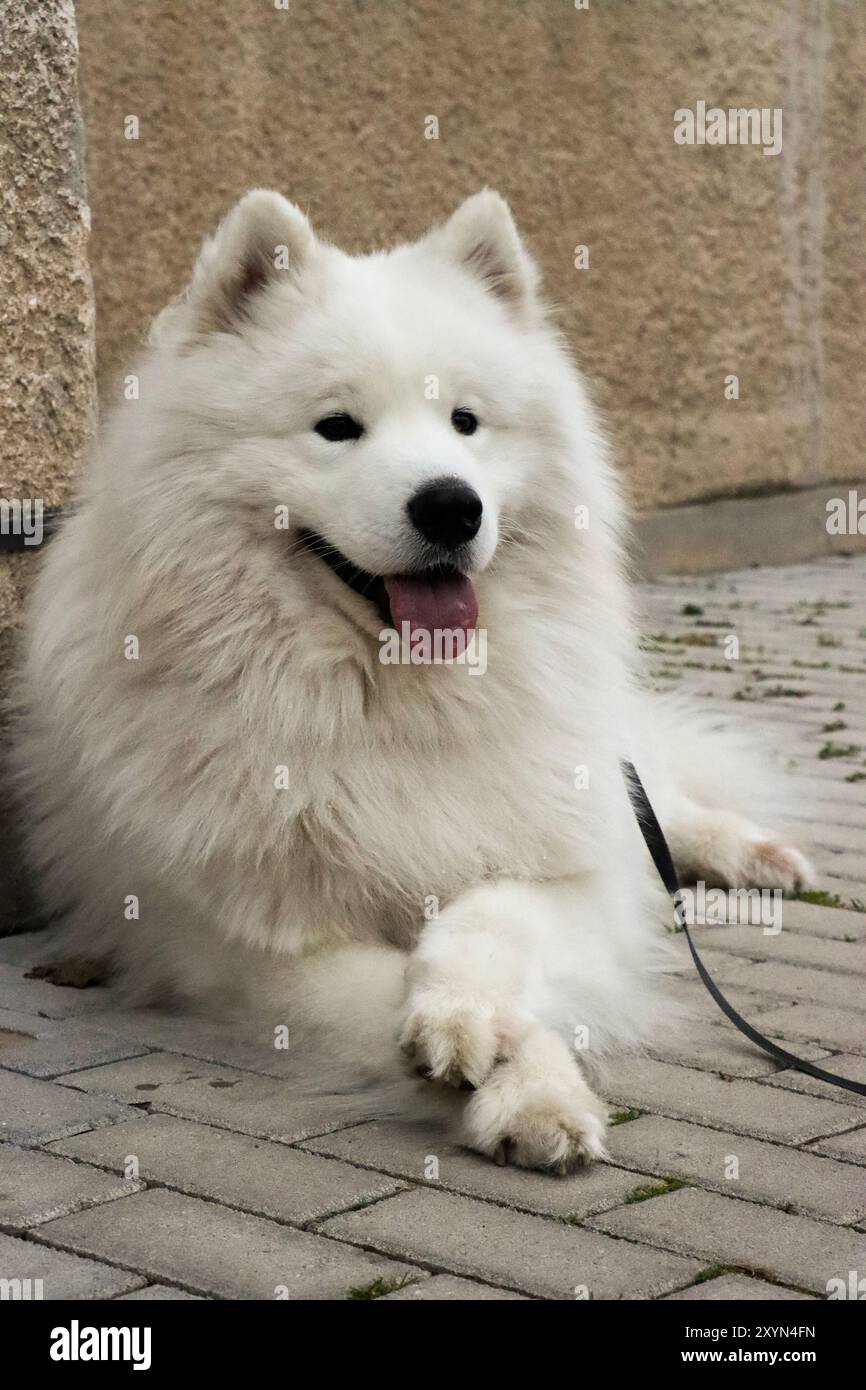 Höflicher Samojede-Hund mit gekreuzten Pfoten, der auf einem grauen Bürgersteig vor einem Betonplattenwohnhaus liegt, urbanes Hundeleben, Porträtformat Stockfoto