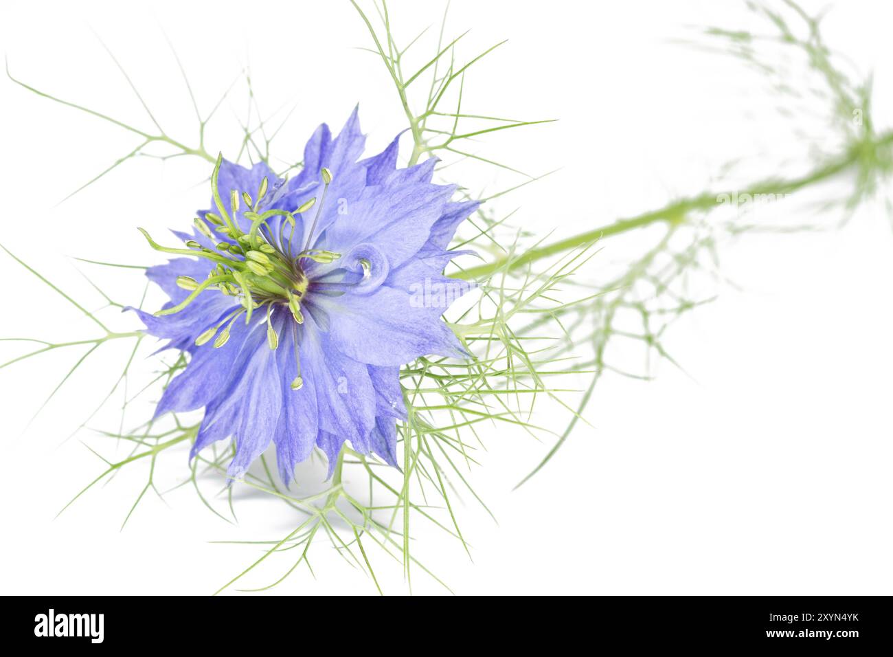 Love-in-a-Mist (Nigella Damascena) Stockfoto