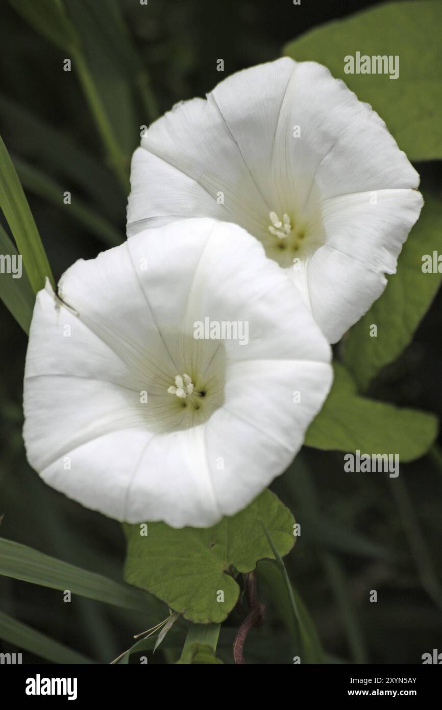 Echte Zaunbindweed Stockfoto