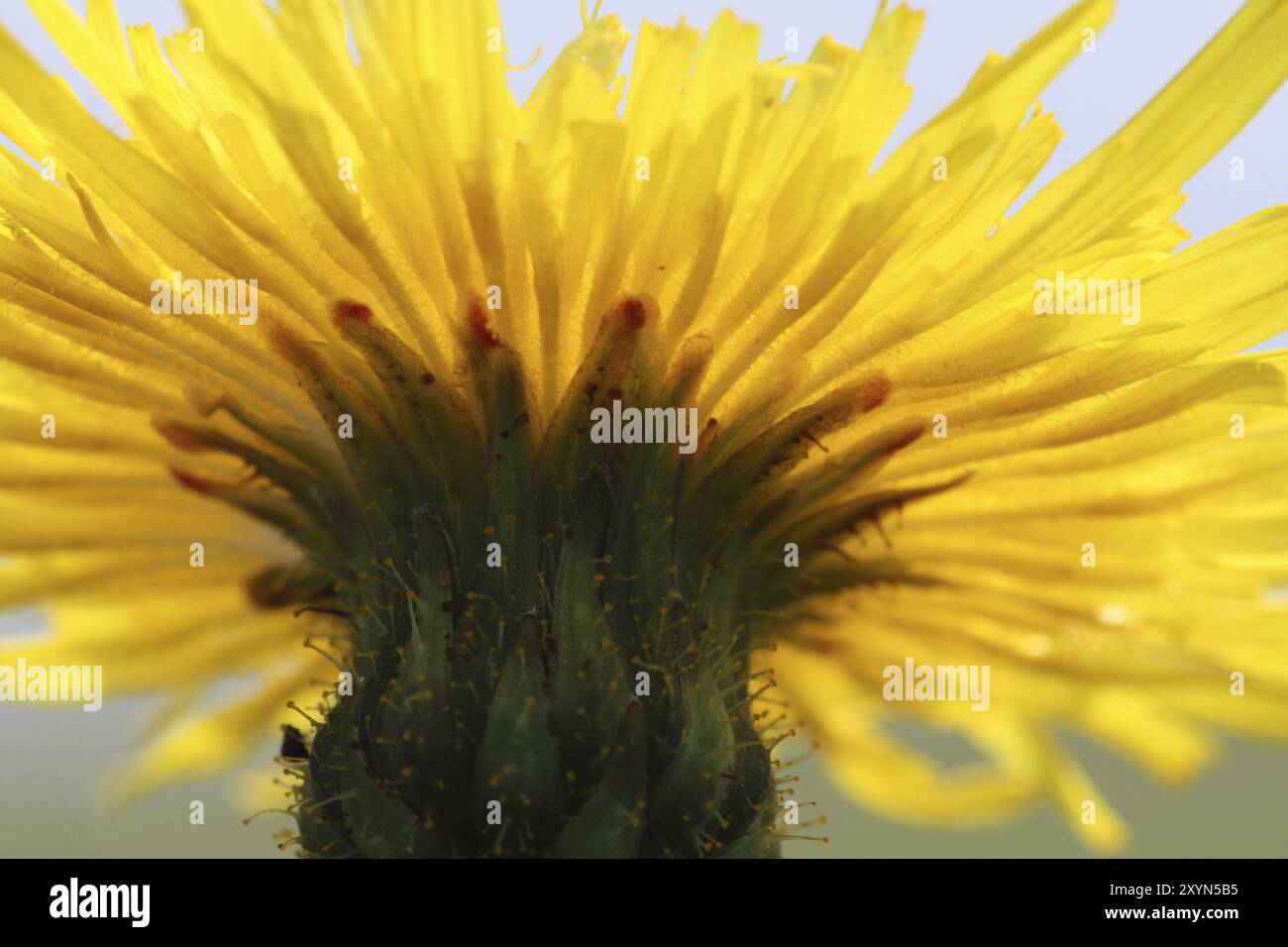Wiesenpfau Stockfoto