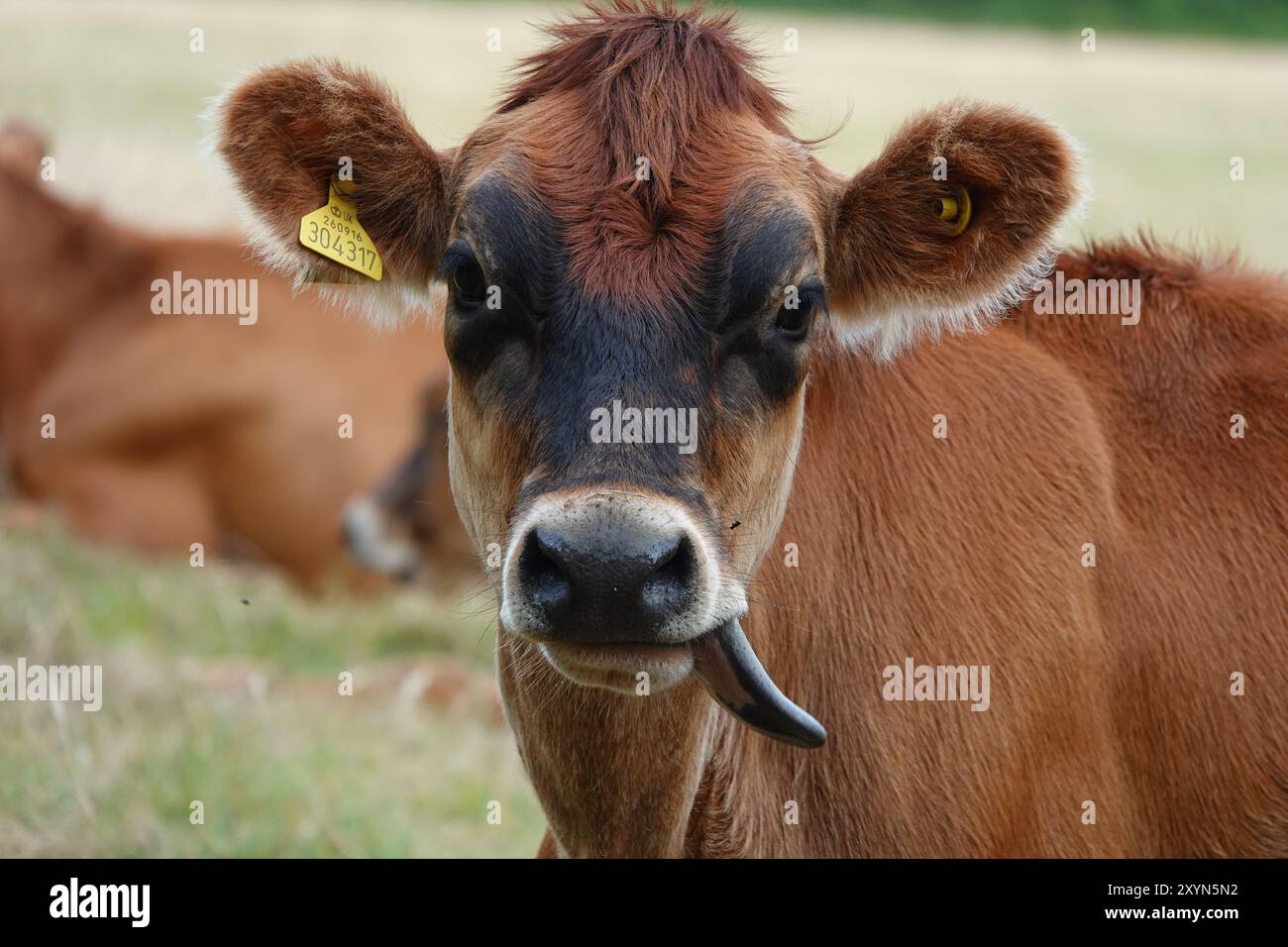 Jersey Kuh mit der Zunge nach außen Stockfoto