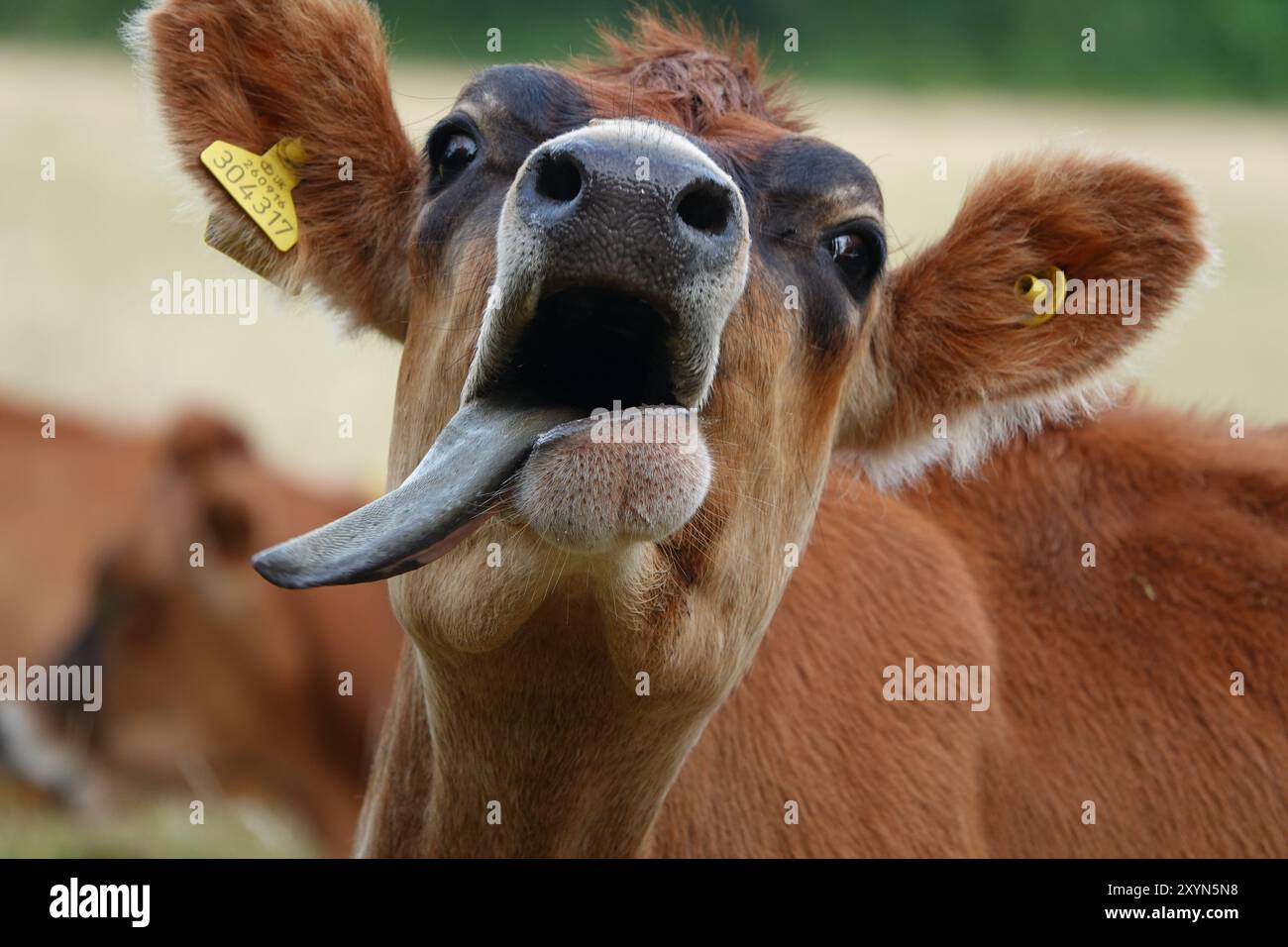 Jersey Cow macht ein Gesicht Stockfoto