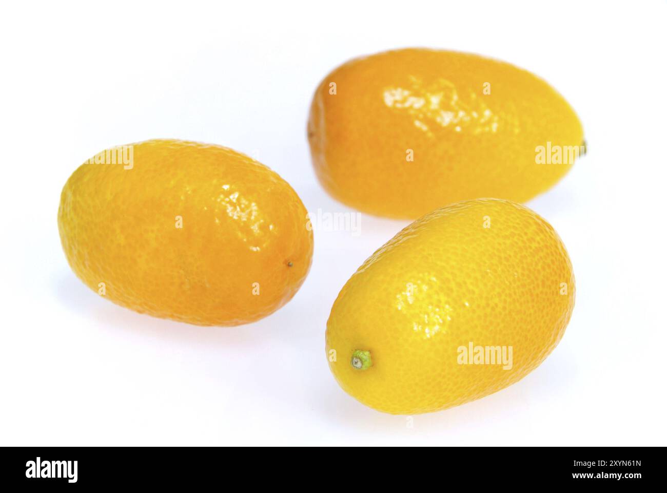 Kumquat 17 Stockfoto