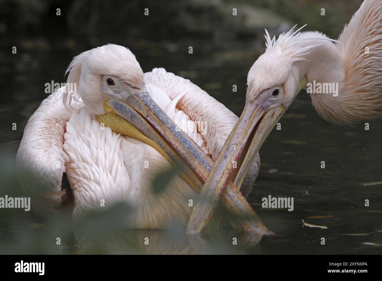 Zwei streitende rosa Pelikane Stockfoto