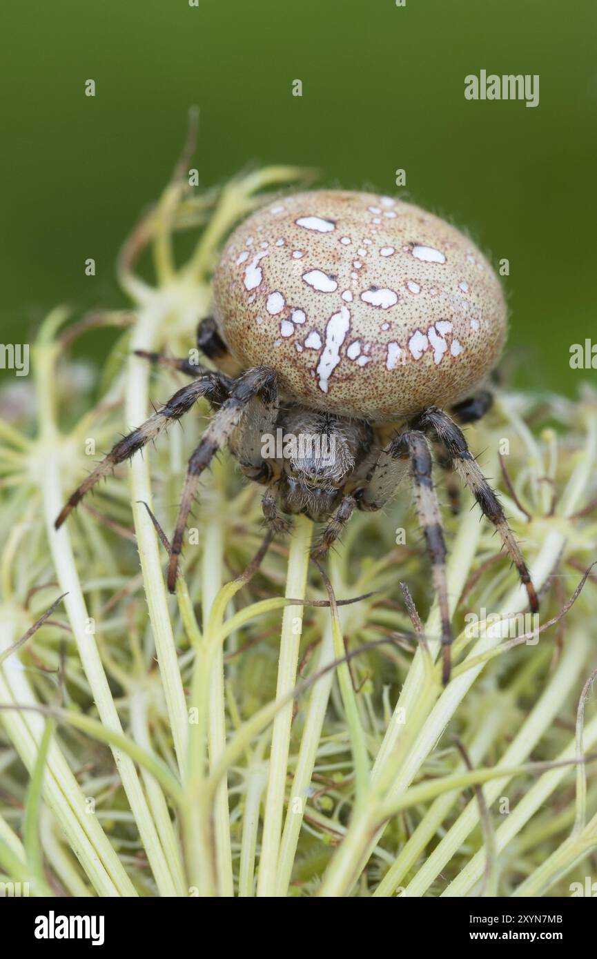 Eine gewöhnliche Kreuzspinne sitzt auf einem Wiesenkerbel Stockfoto