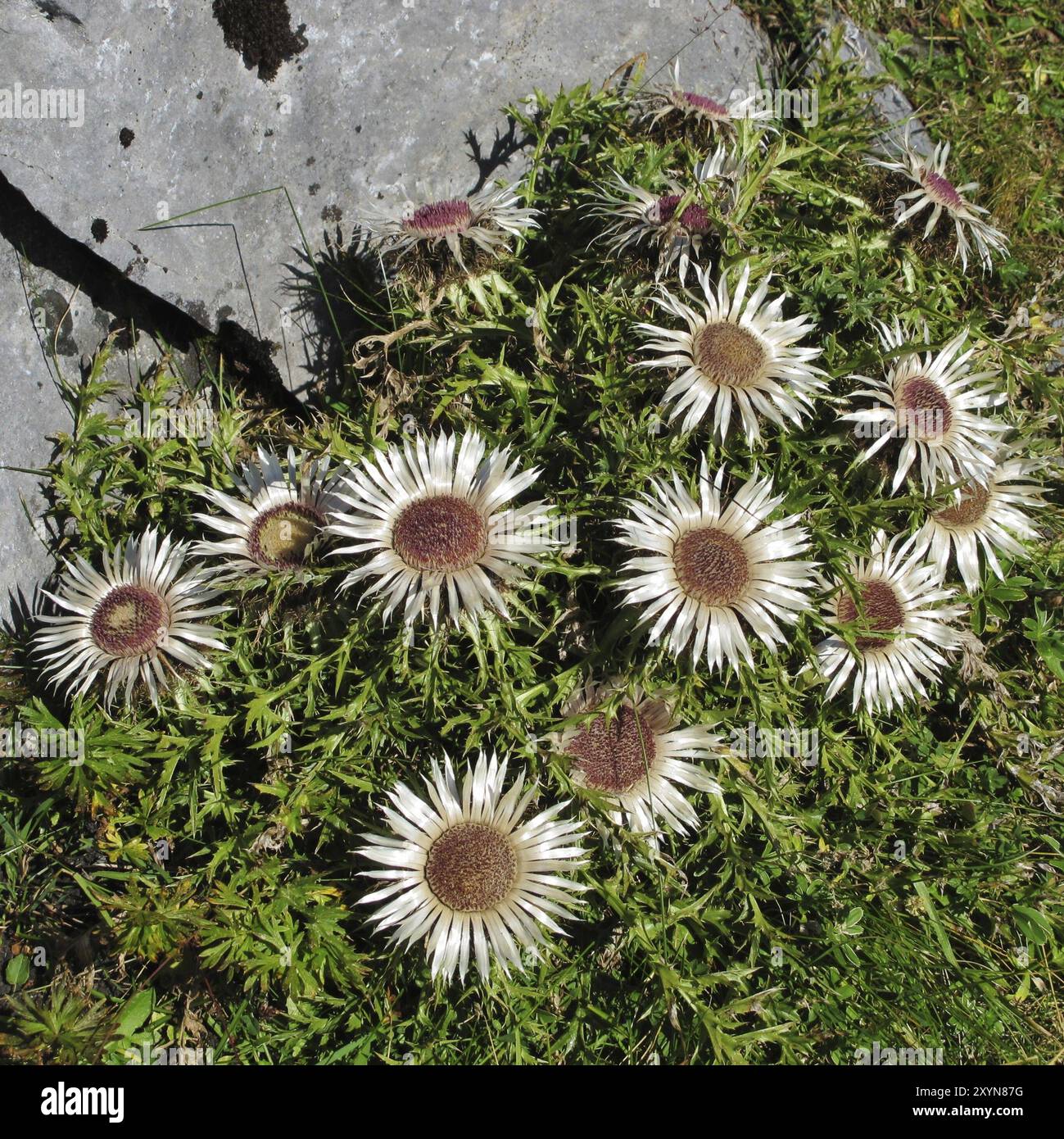 Silberdisteln. Wunderschöne Wildblumen, die in den Alpen wachsen Stockfoto
