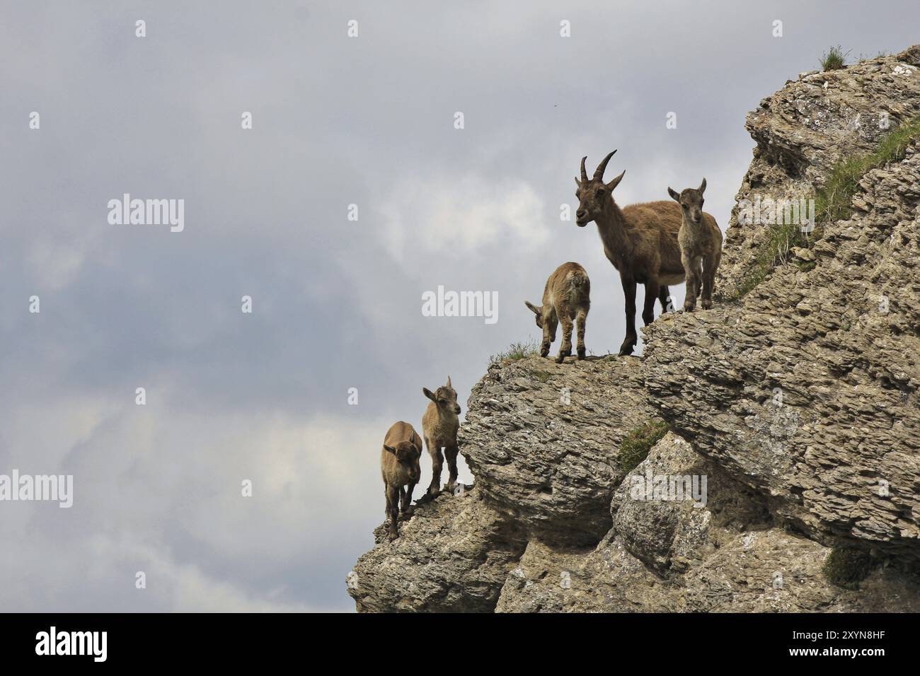 Die Familie der Alpensteinböcke fotografiert auf dem Niederhorn in der Schweiz. Seltene Wildtiere, die in den Alpen leben Stockfoto