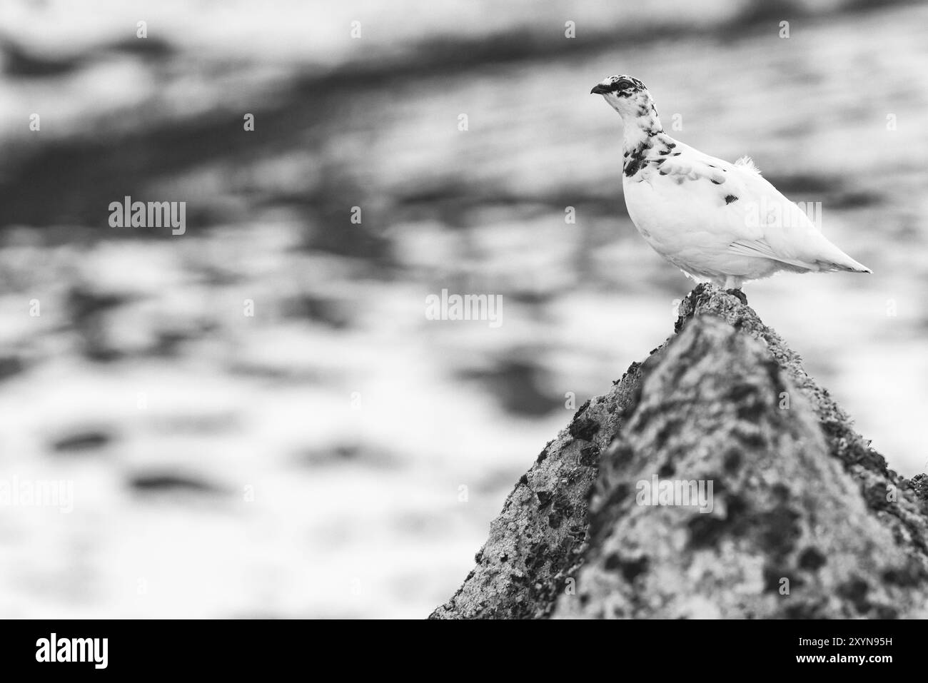 Rock Ptarmigan, Lagopus muta, männlich, Stora Sjoefallet Nationalpark, Laponia Weltkulturerbe, Norrbotten, Lappland, Schweden, Mai 2013, Europa Stockfoto