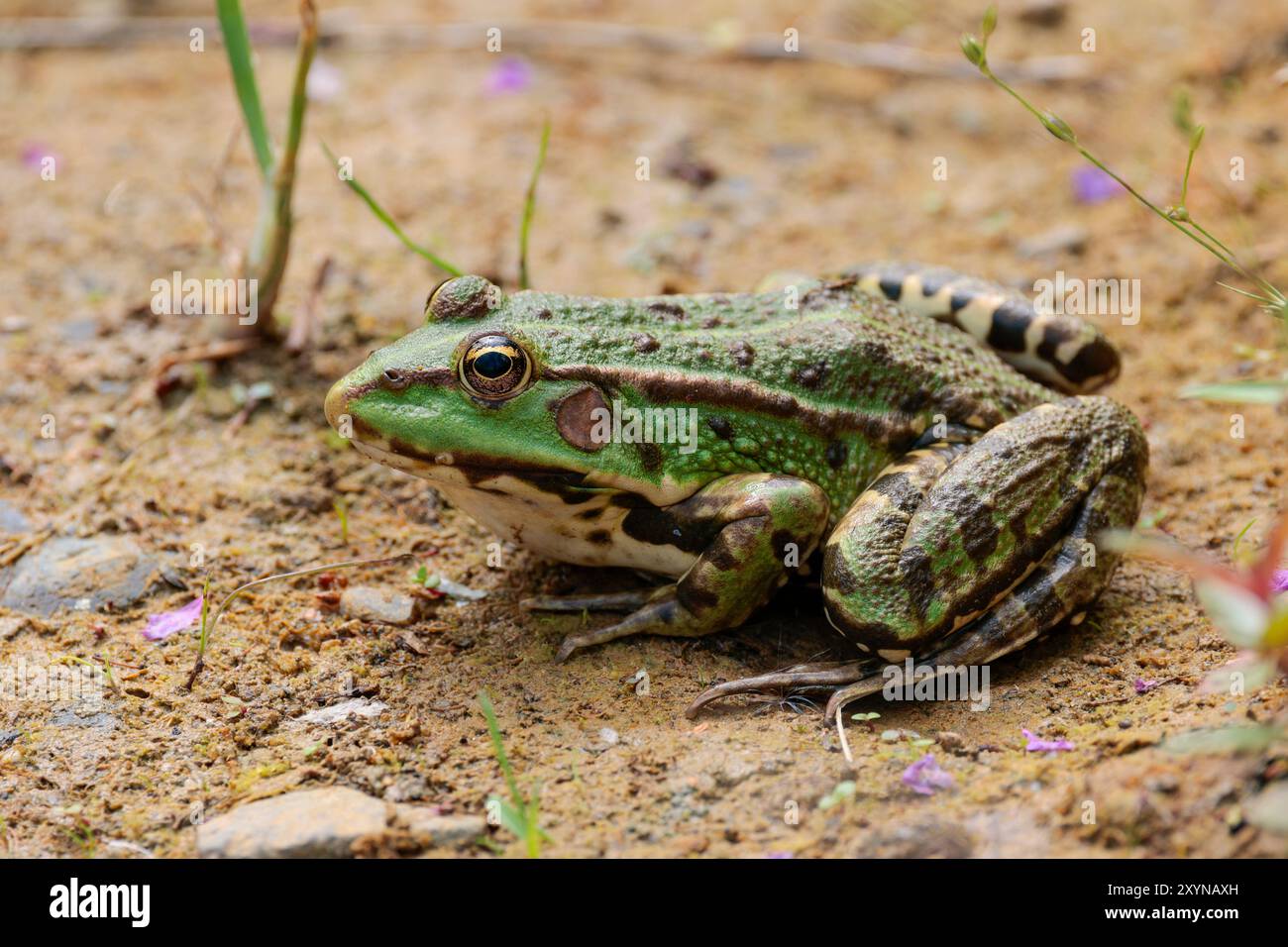 Marsh Frosch Rana ridibunda, grüne dunkle Flecken am Körper und an den Beinen zeigen das Gesicht dicht beieinander. Goldene Augenrippen an den Seiten der Rückenlinie unten in der Mitte Stockfoto