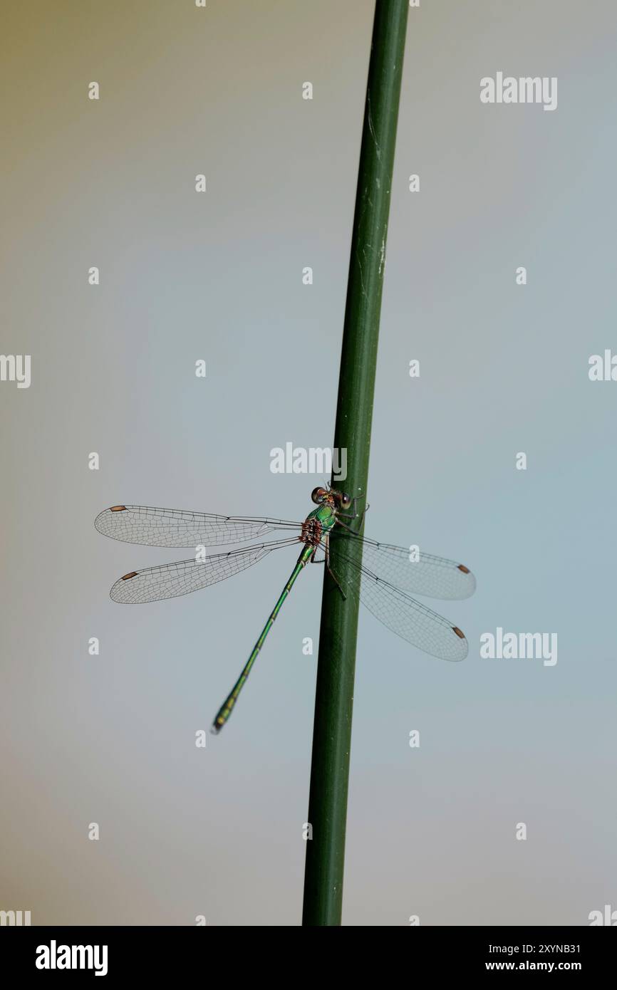 Smaragddamselfly Lestes sponsa, oder Spreadwing Weibchen, die auf metallisch grünen, körperbraunen Augen und Flügelflecken in Ruhe mit teilweise offenen Flügeln thront Stockfoto