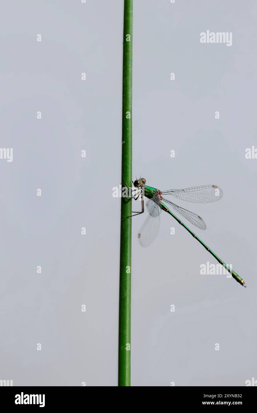 Smaragddamselfly Lestes sponsa, oder Spreadwing Weibchen, die auf metallisch grünen, körperbraunen Augen und Flügelflecken in Ruhe mit teilweise offenen Flügeln thront Stockfoto